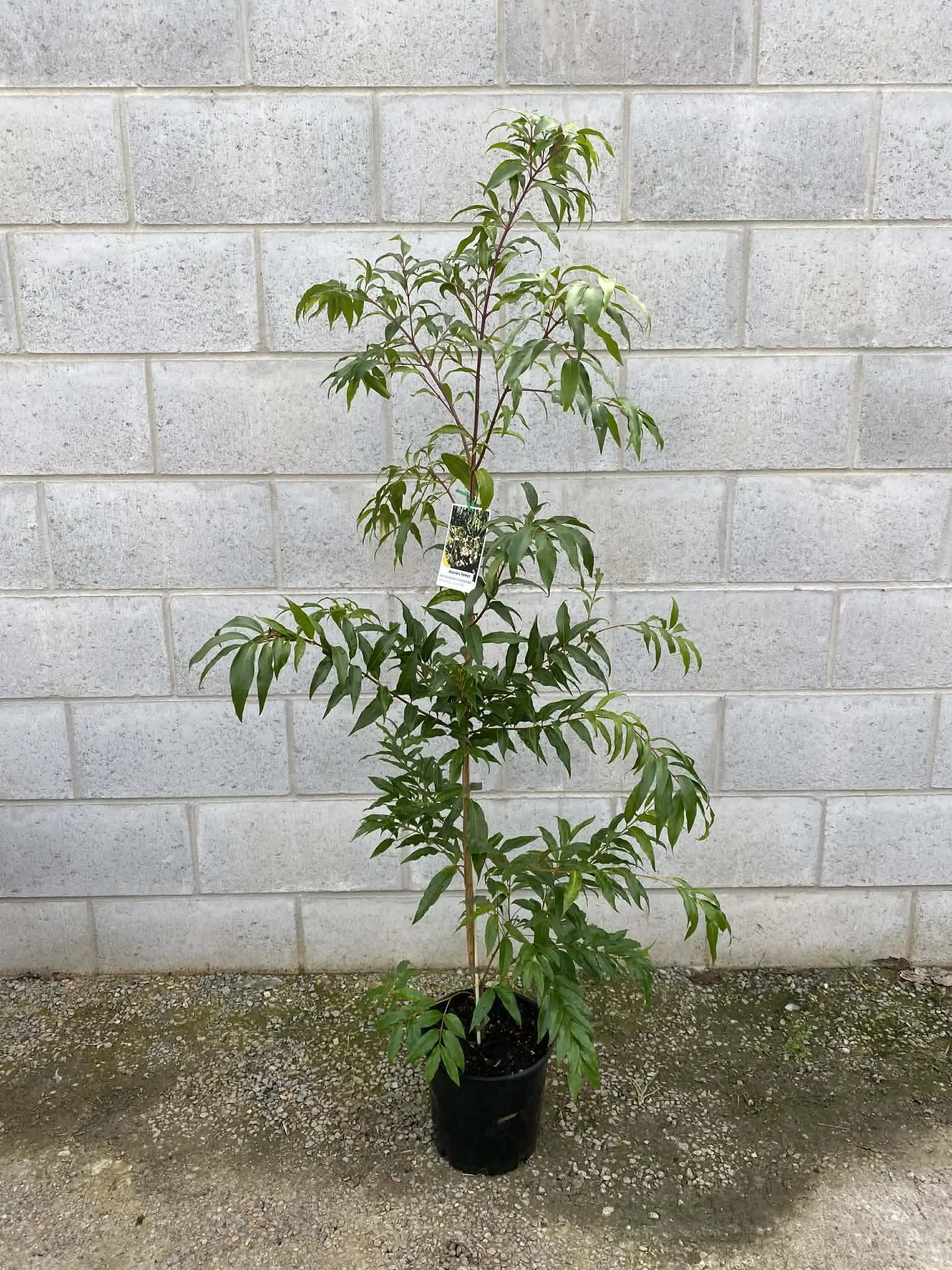 Waterhousia floribunda ‘Weeping Lilly Pilly’ 200mm