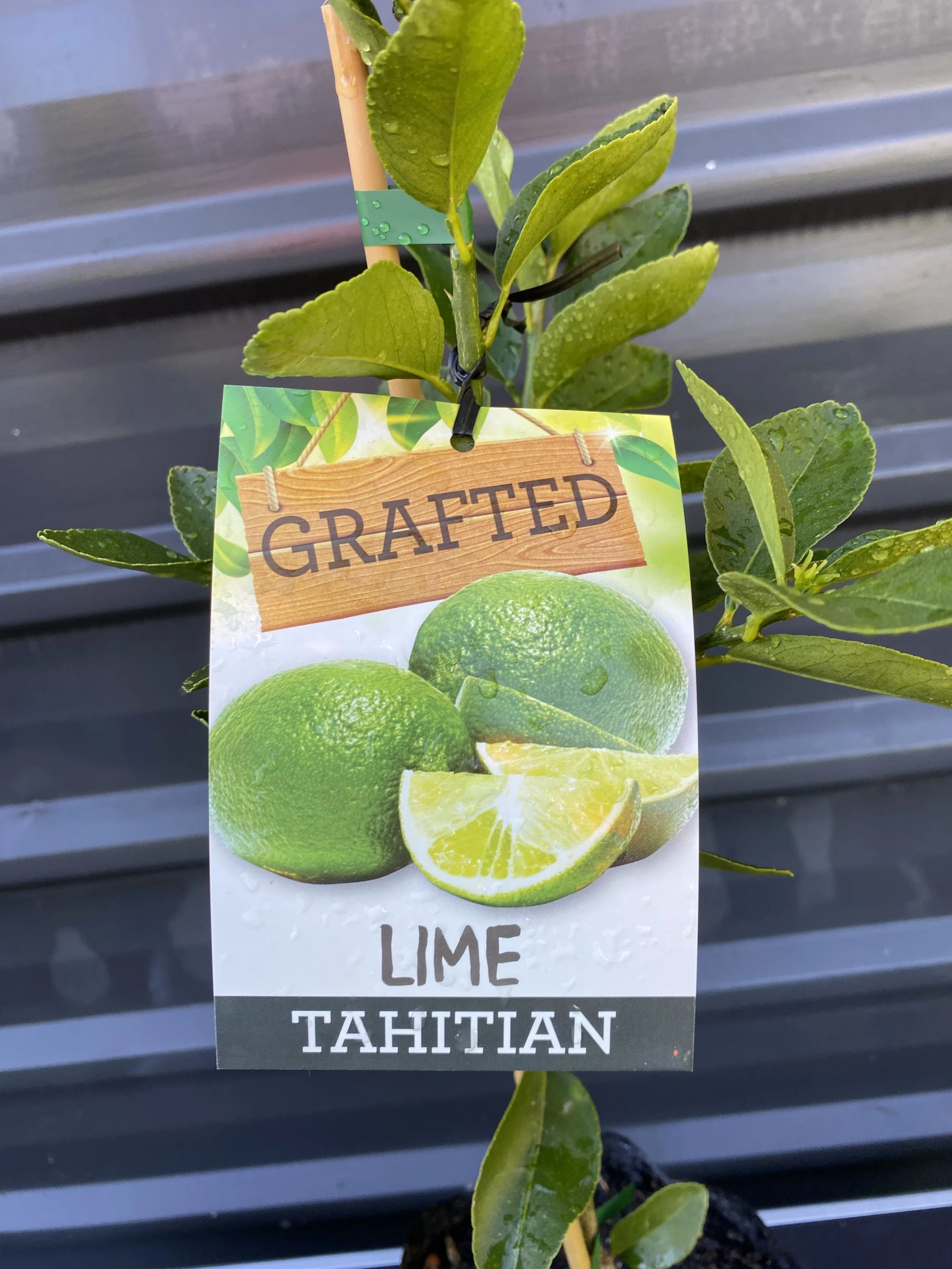 Lime - Tahitian 10L.jpg