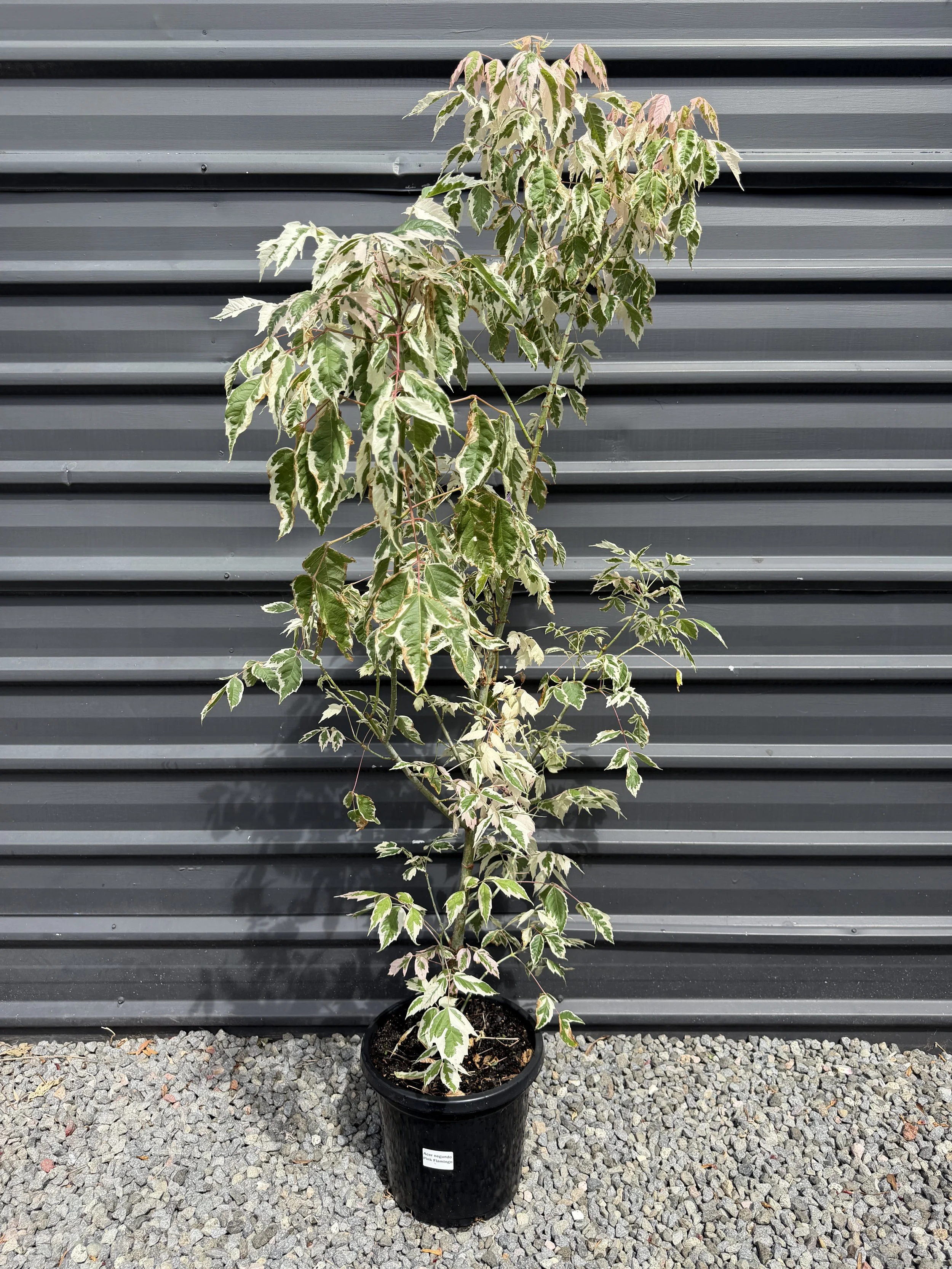 Acer Palmatum 'Pink Flamingo' 300mm