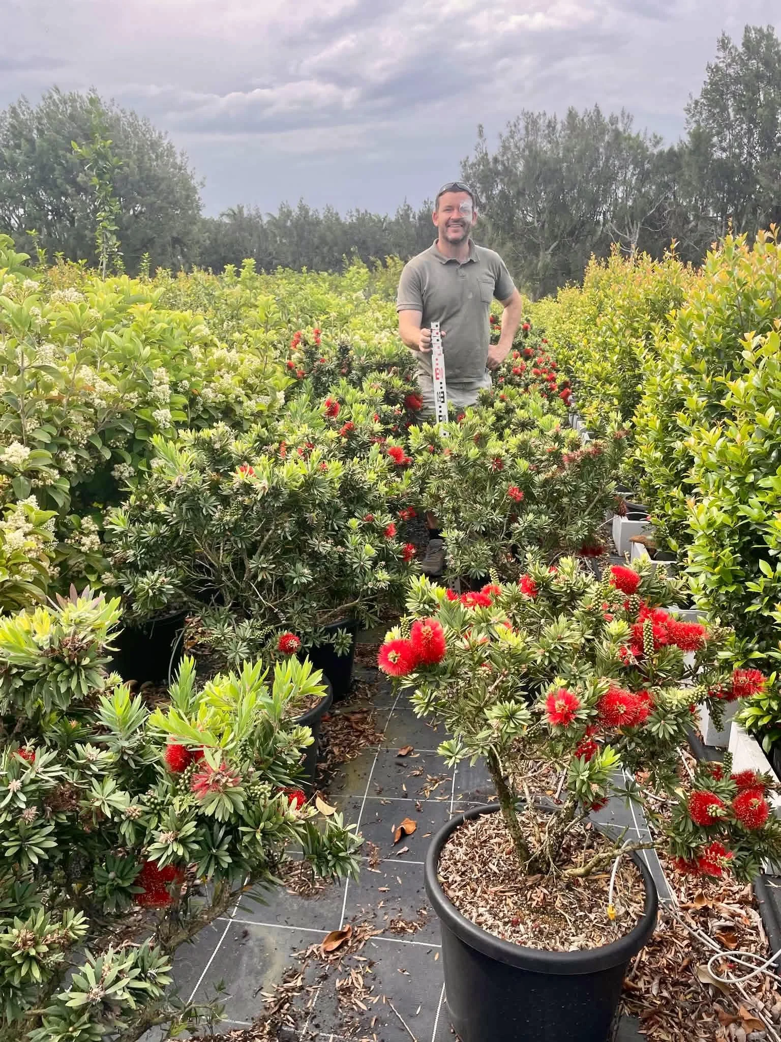 Callistemon 'Little John' 400mm