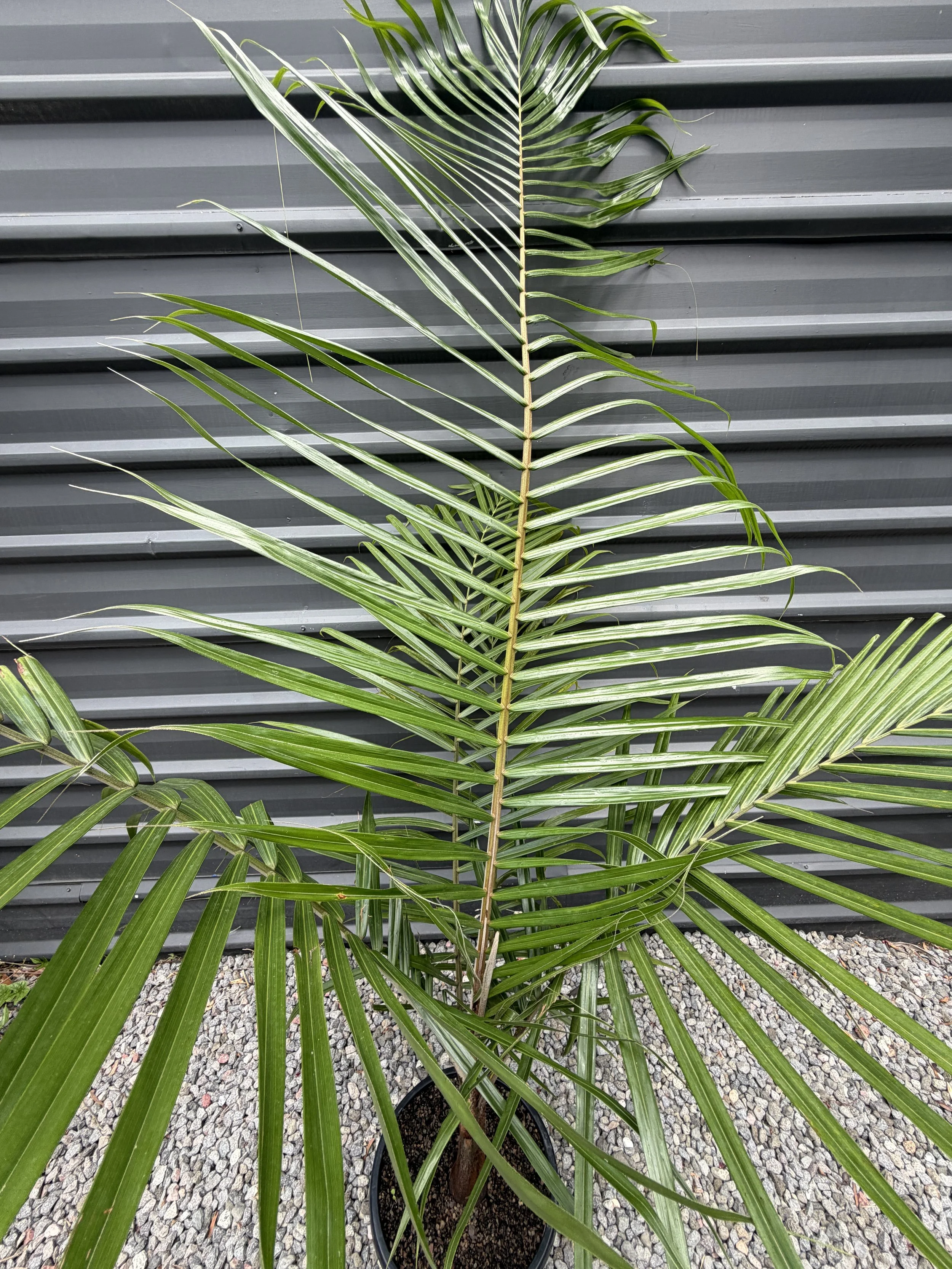 Dypsis leptocheilos Redneck Palm 300mm (1).JPG
