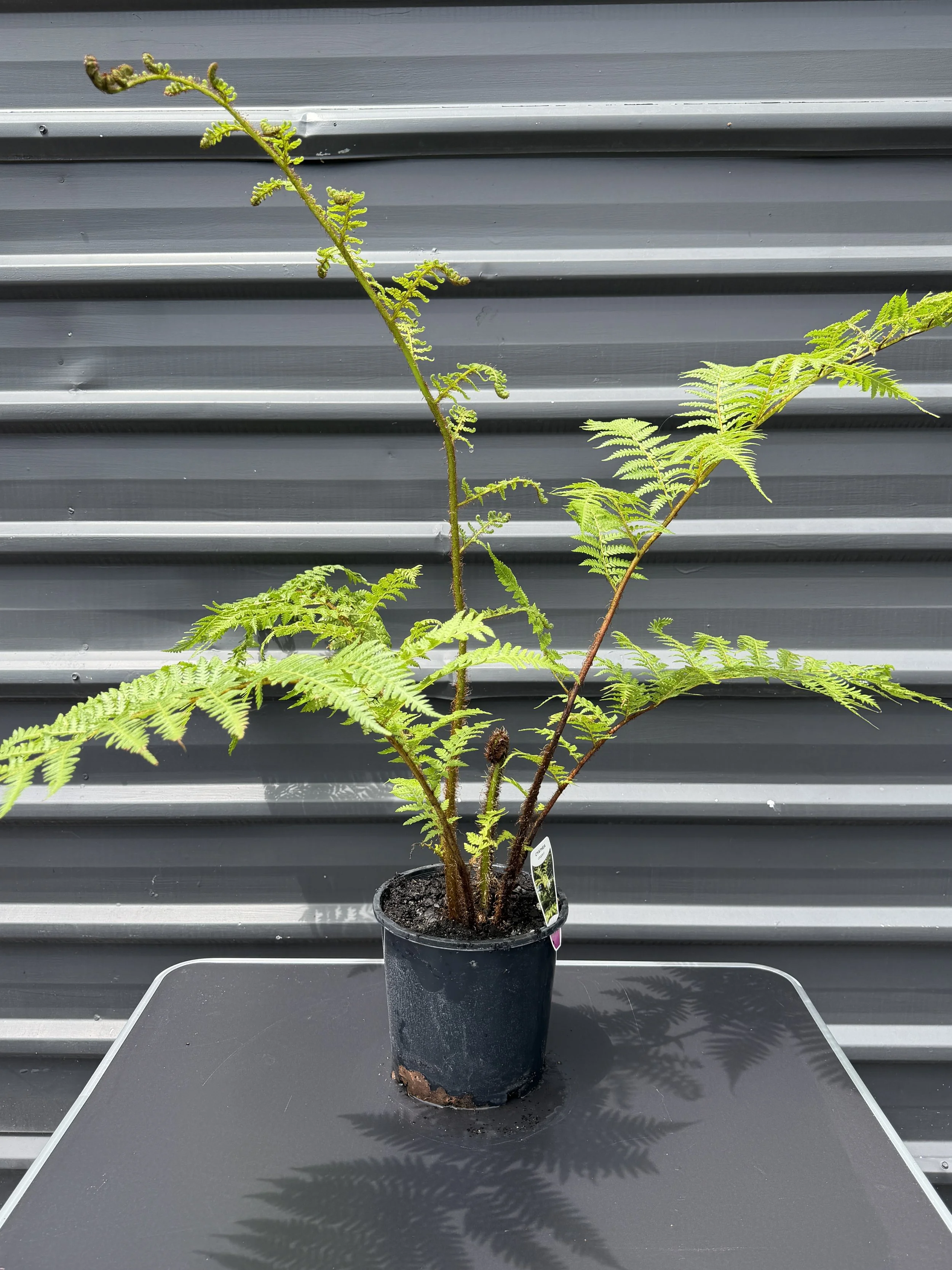 Cyathea cooperi 200mm.JPG