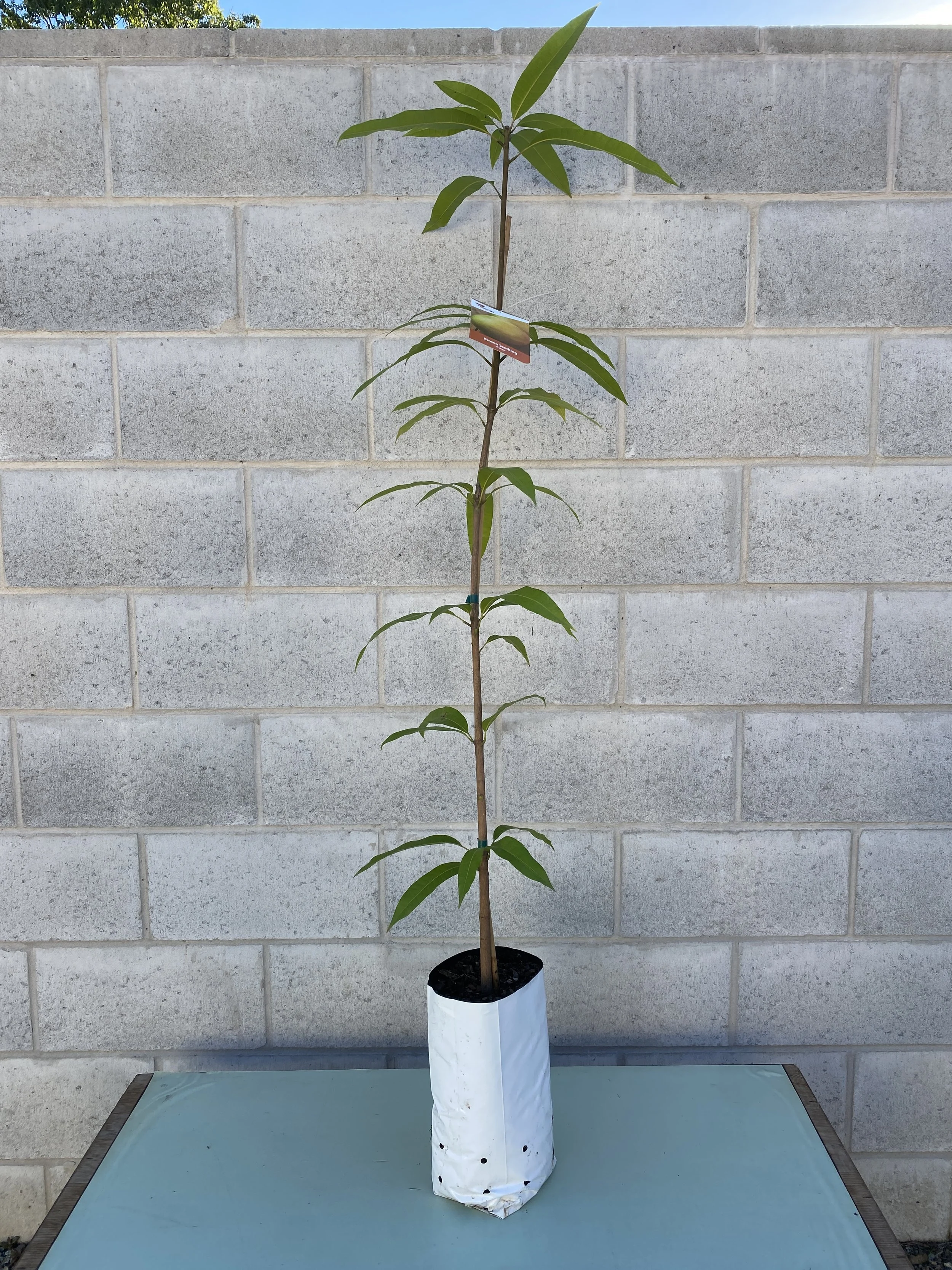 Mango - Bowen Seedling 5L (1).jpg