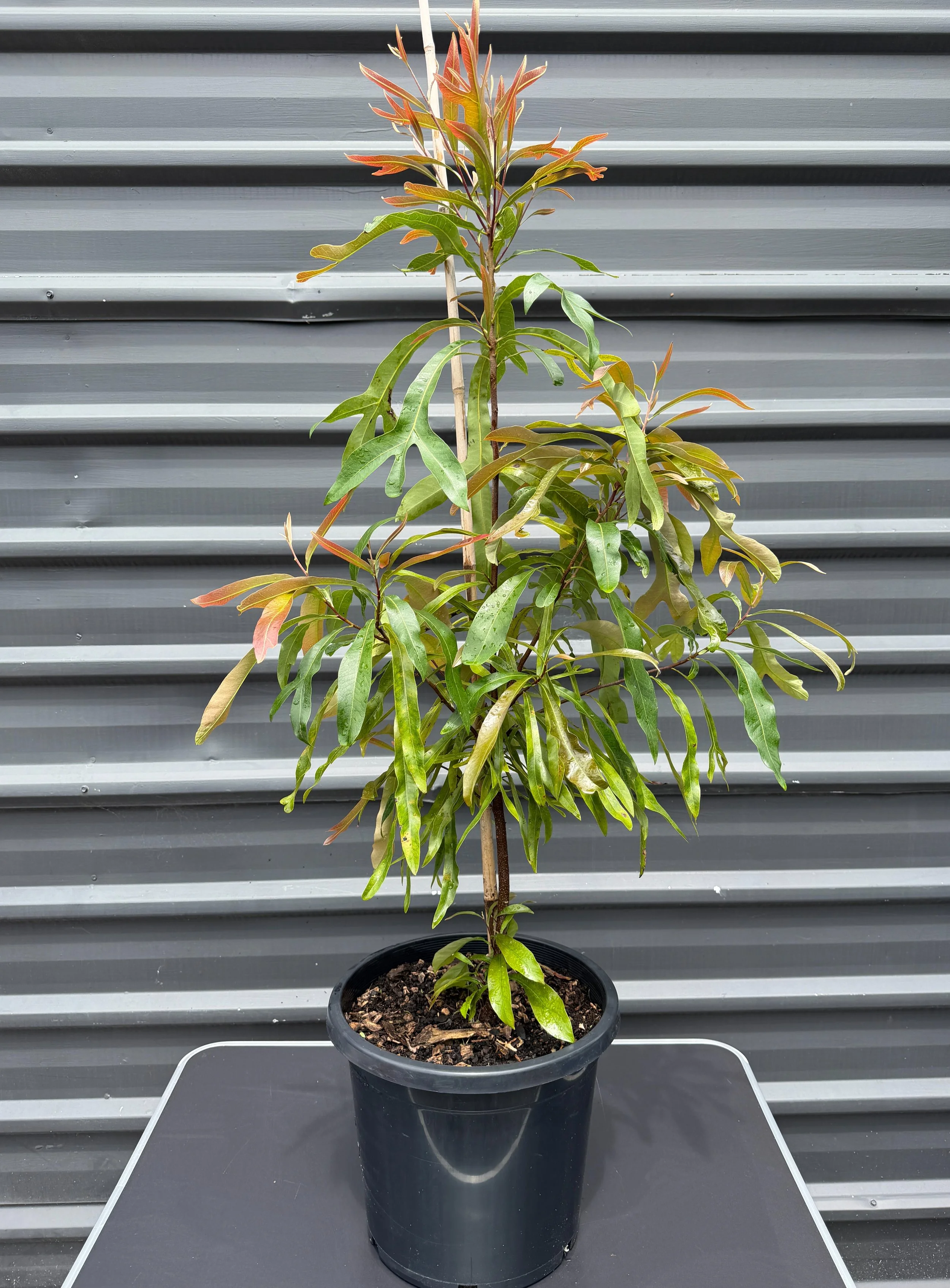 Buckinghamia celsissima ‘Ivory Curl Tree’ 300mm