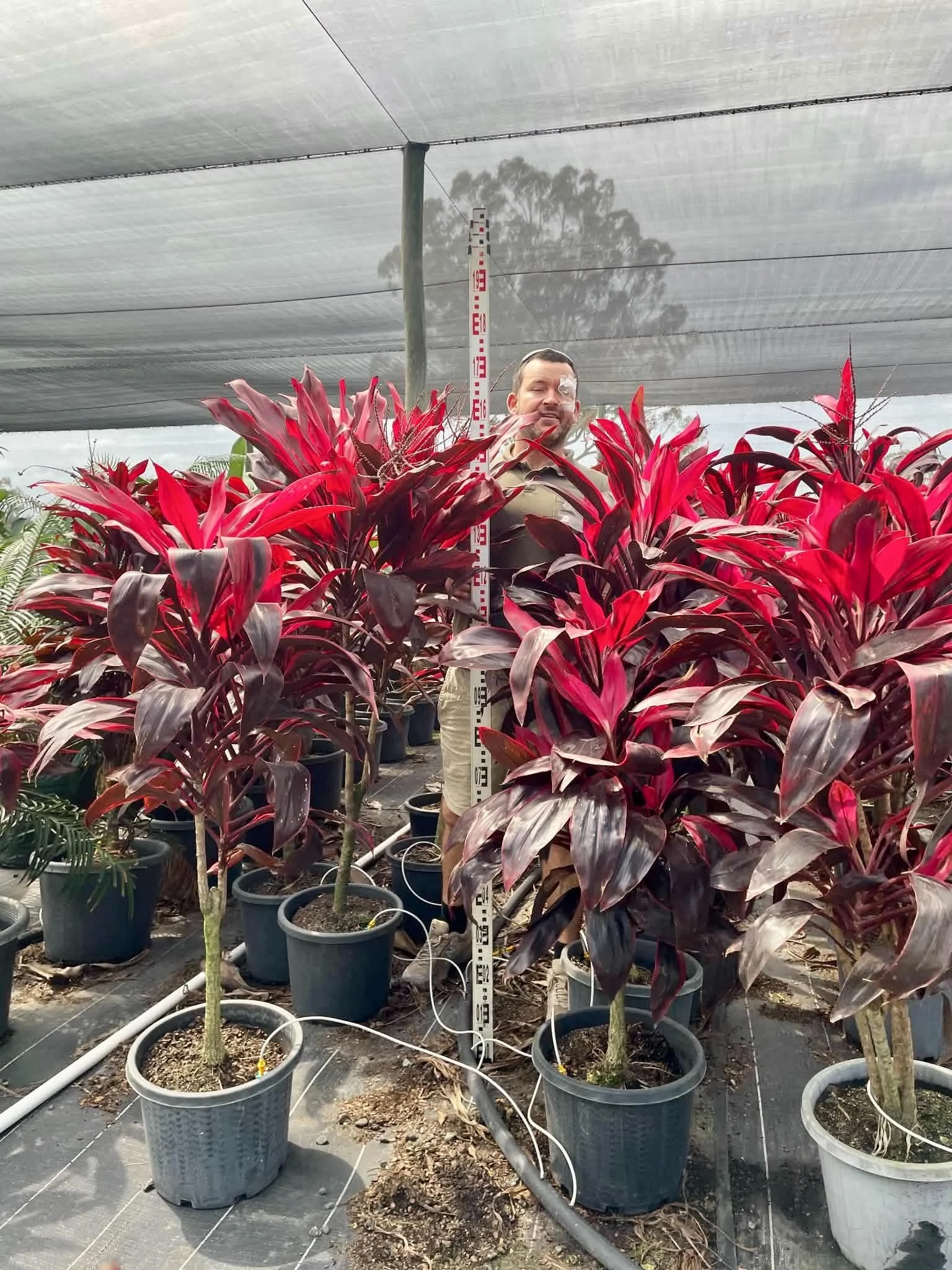 Cordyline fruticosa 'John Klauss Red' 300mm