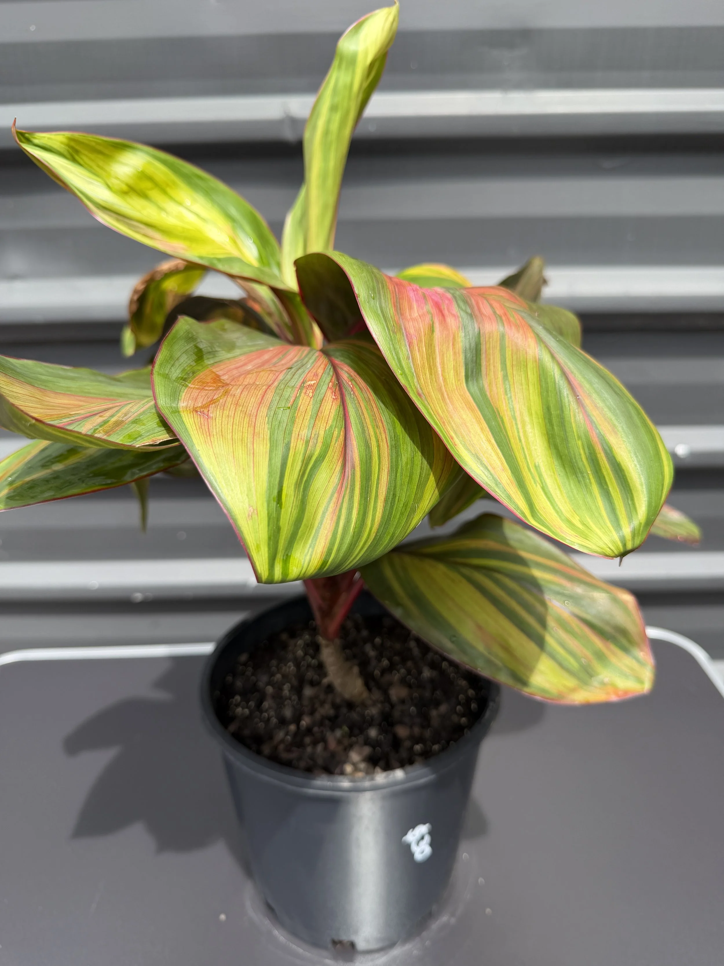 Cordyline wills gold 200mm (2).JPG