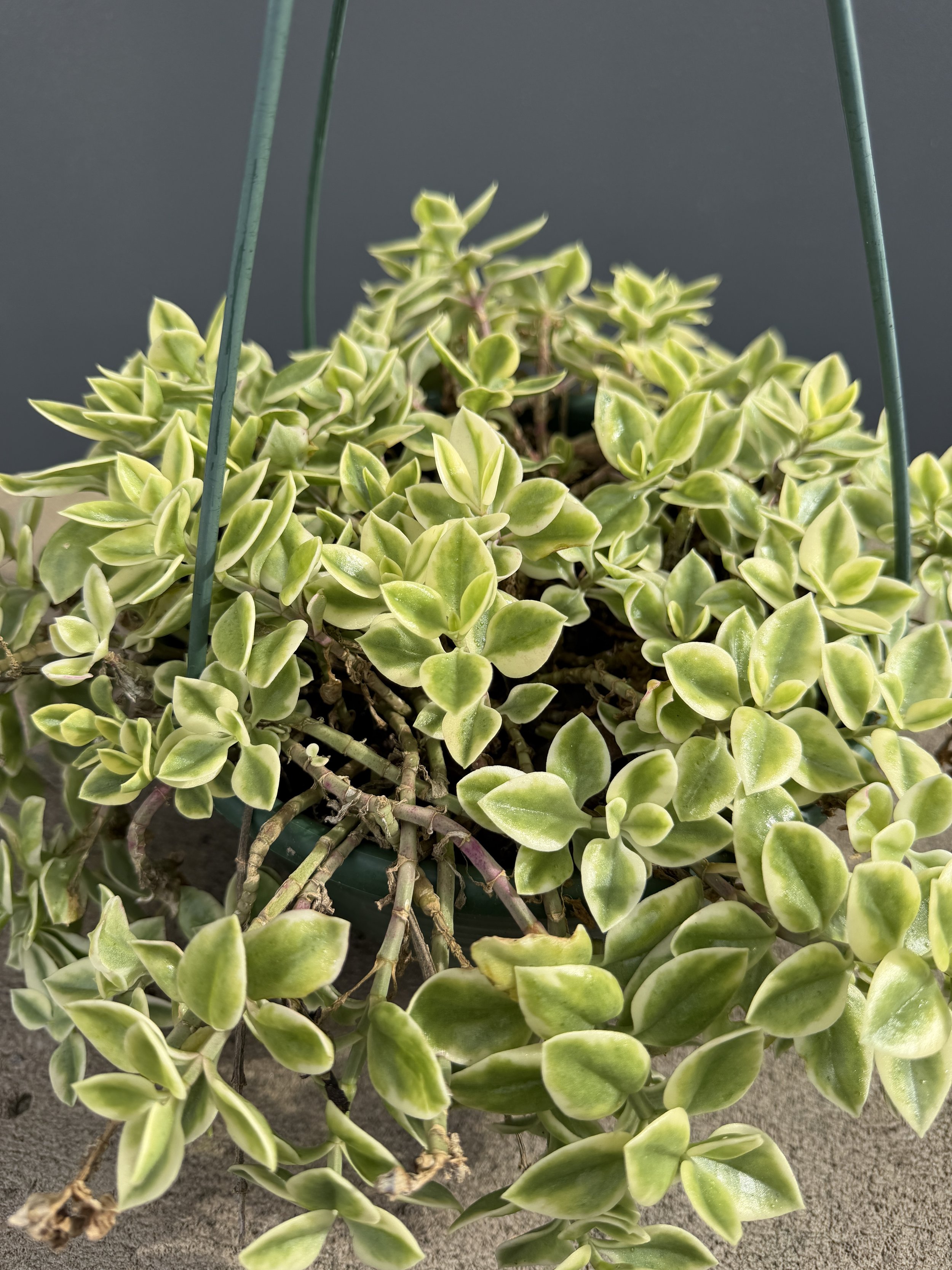 aptenia cordifolia variegata.JPG