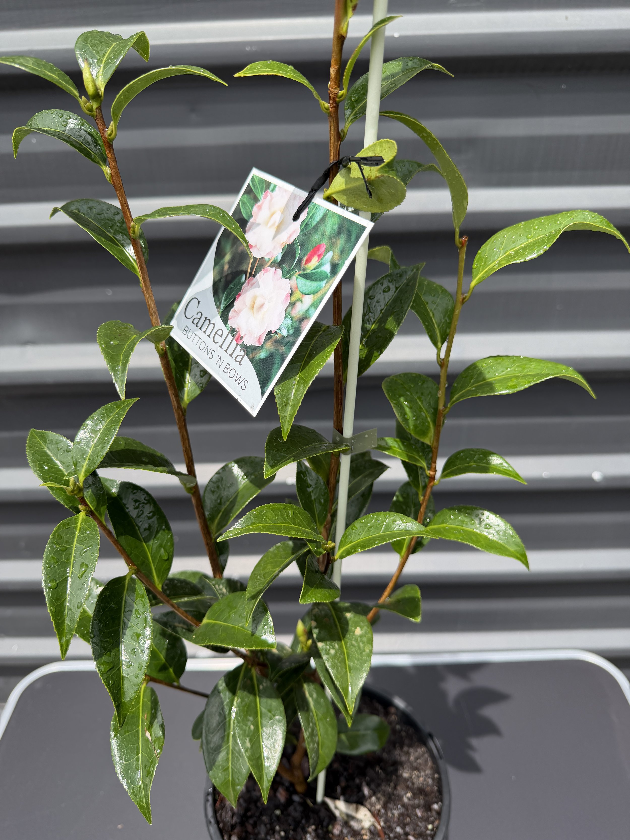 Camellia 'Buttons n Bows' 200mm (1).JPG