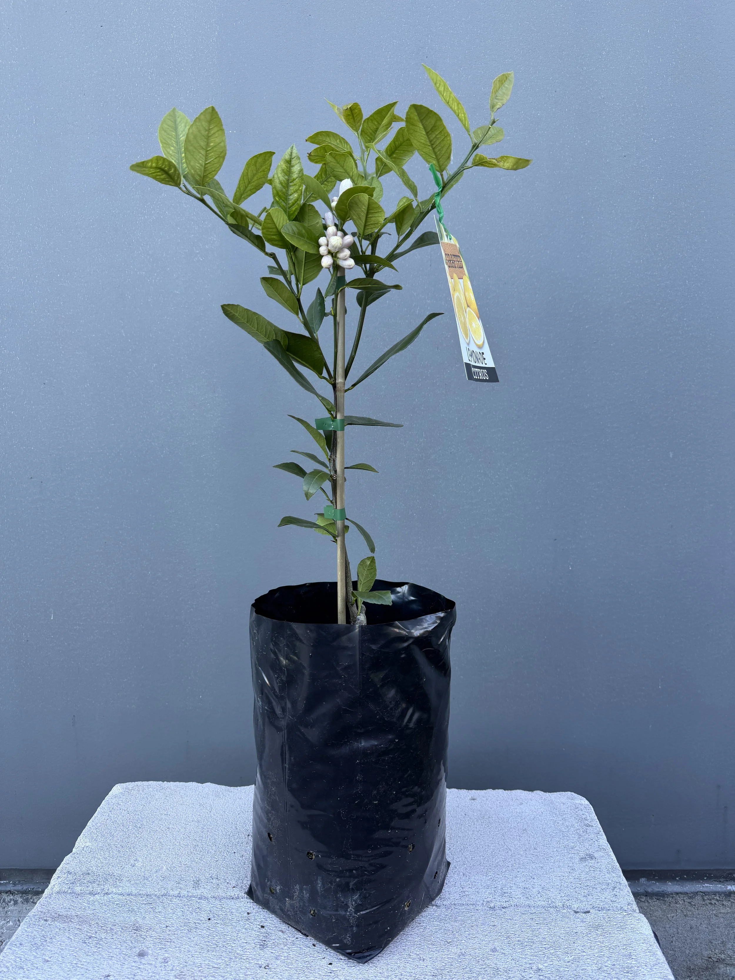 Lemonade Tree 6L-1.JPG