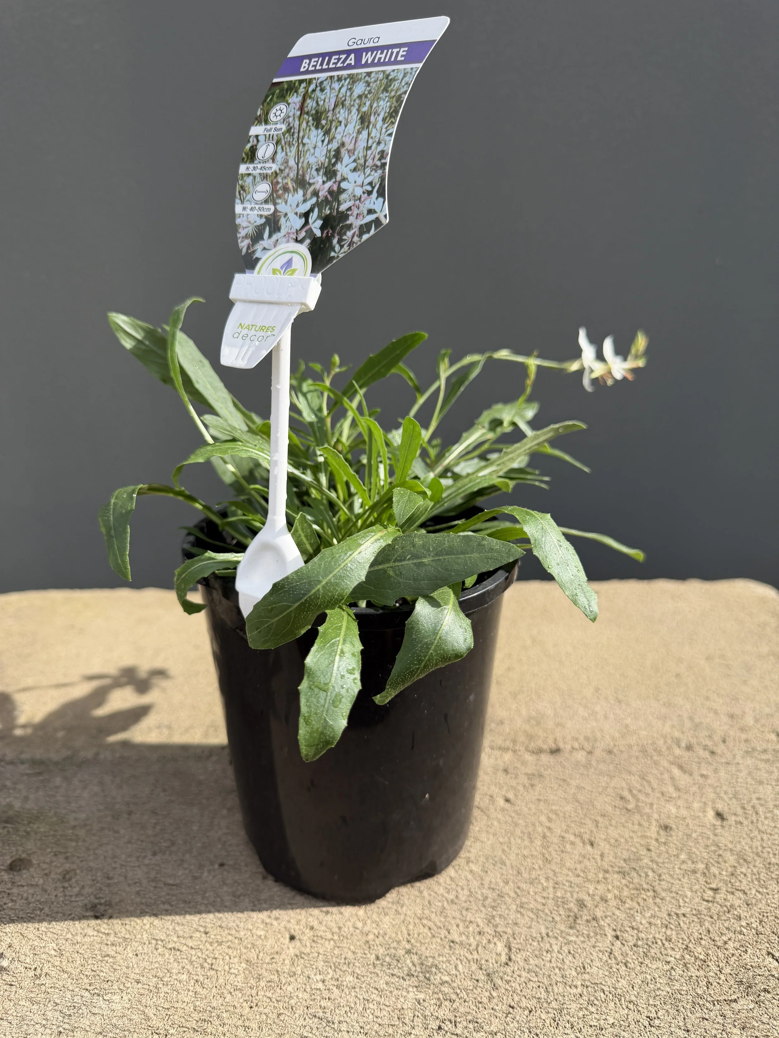 Gaura 'Belleza White' 140mm (1).JPG