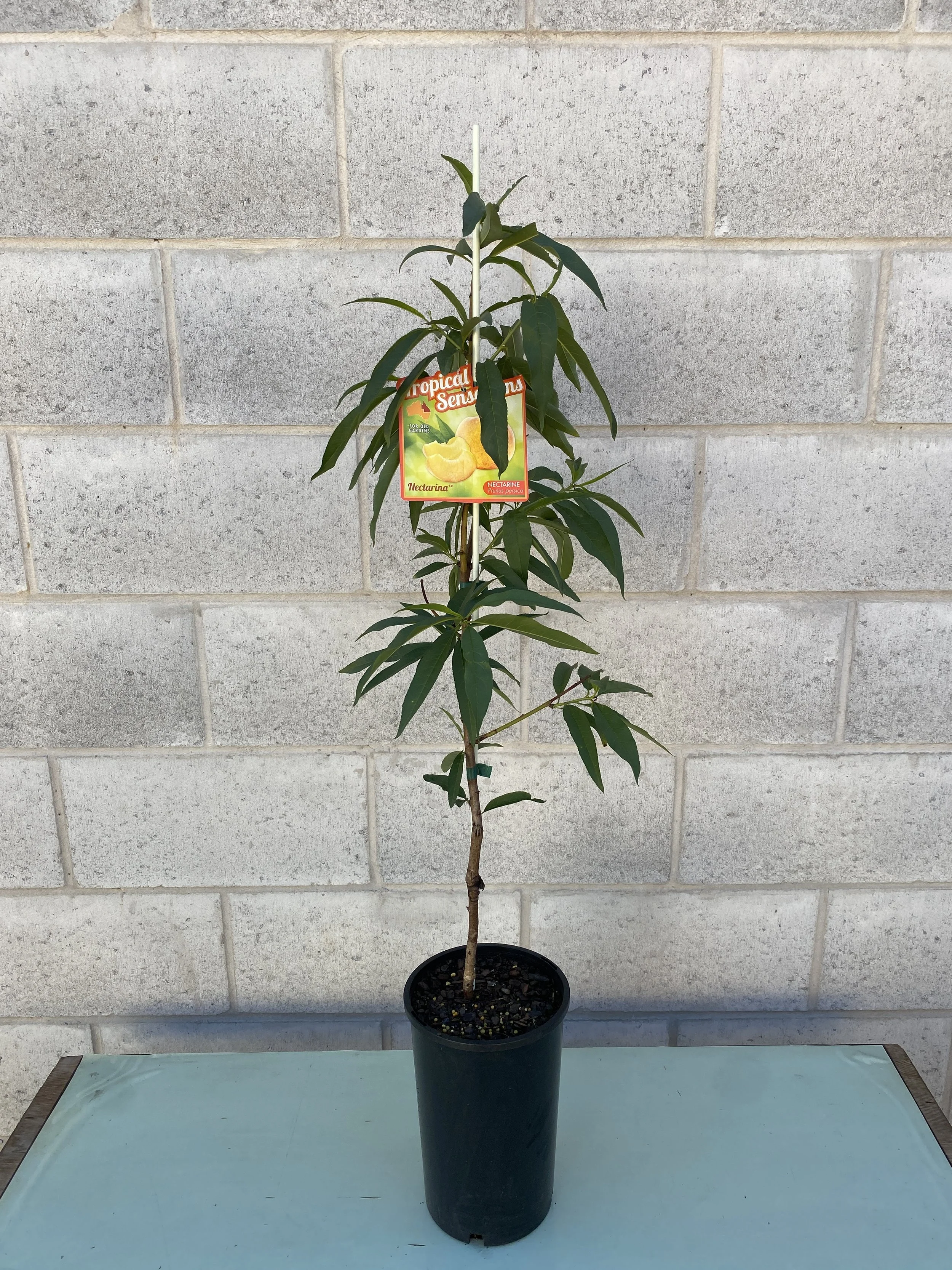 Nectarine - Tropical Sensations 165mm (1).jpg