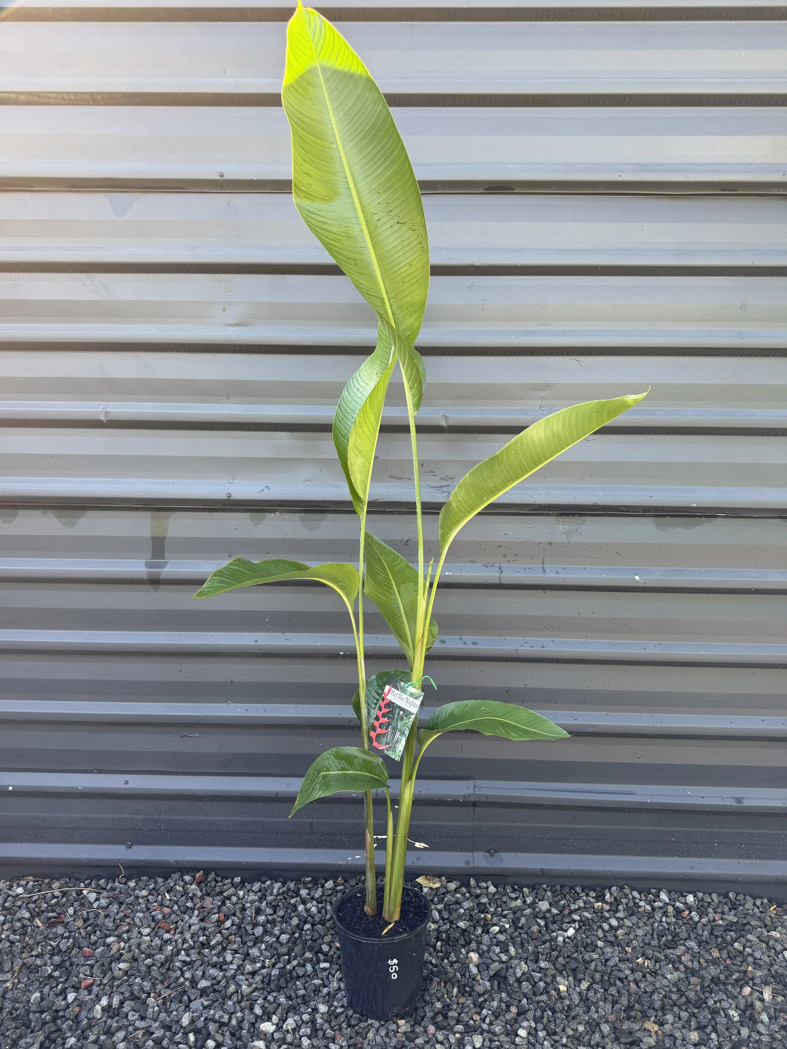 Heliconia ‘Hot Rio Nights’