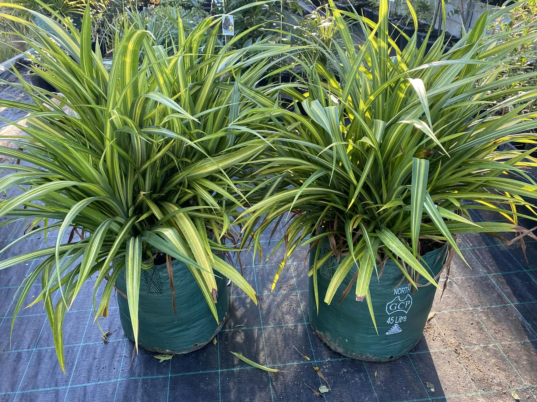 Pandanus baptistii veriegata (Variegated Pandanus) 45L