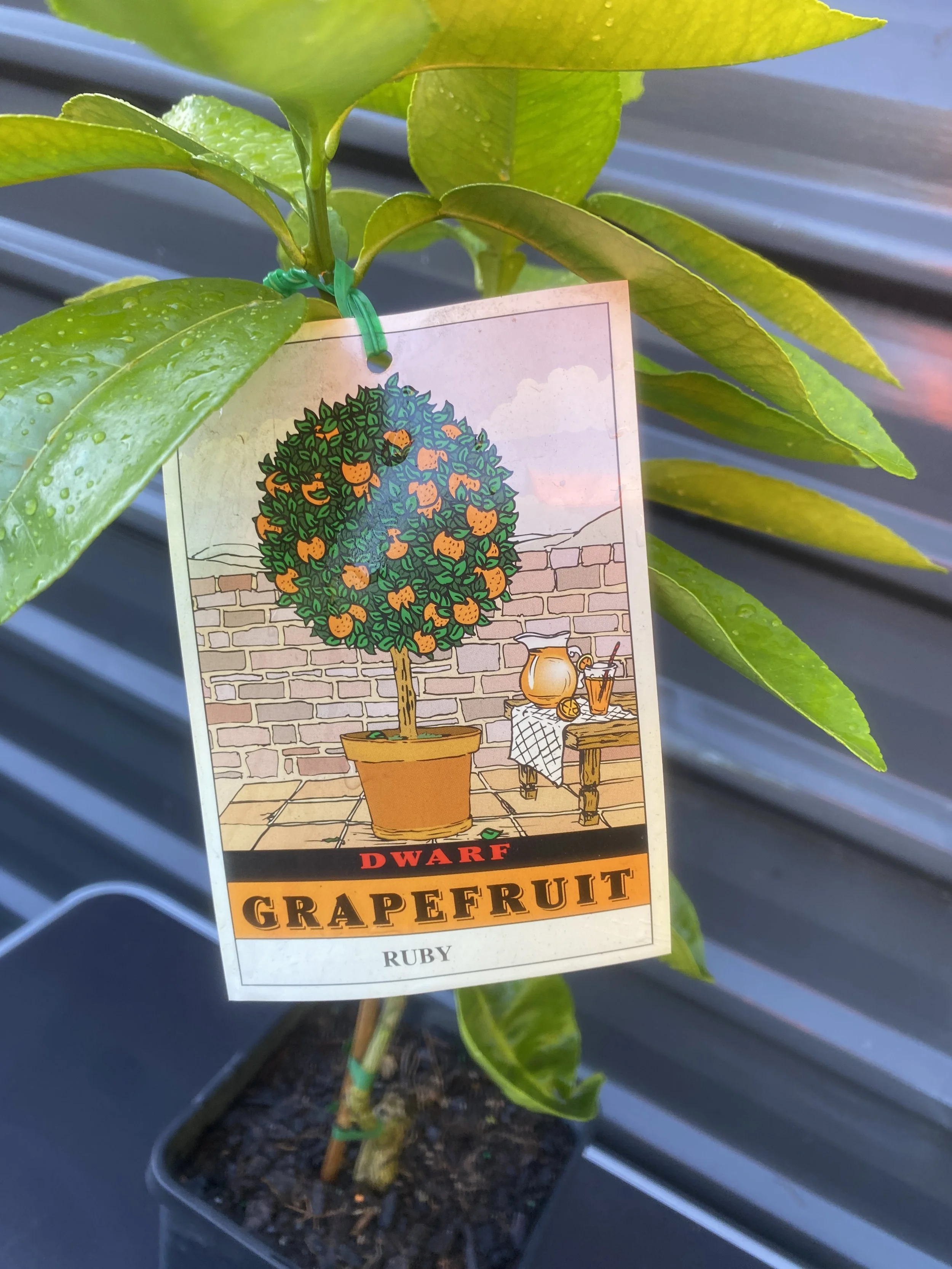 Grapefruit - Dwarf Ruby 10L (1).jpg