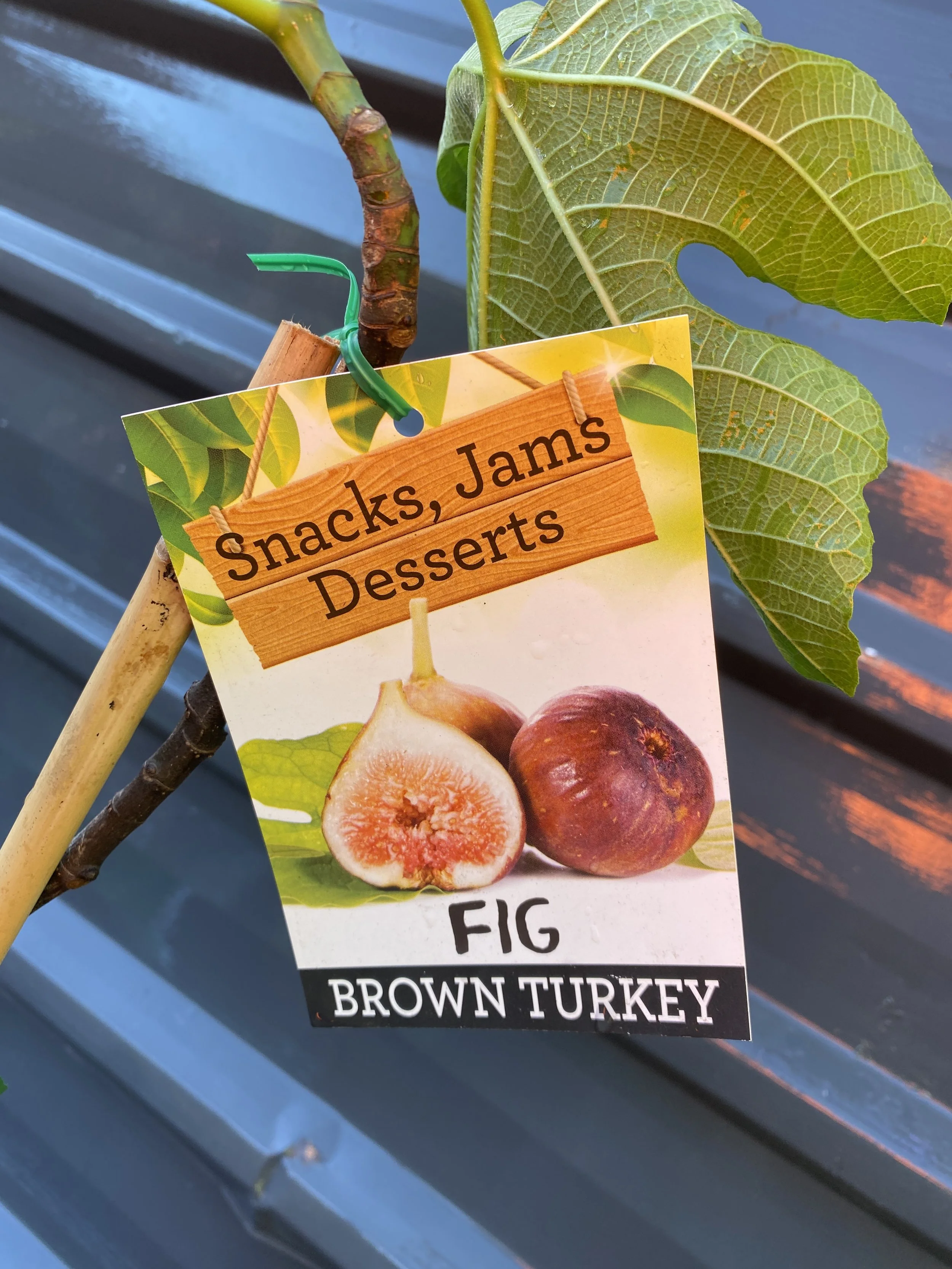 Fig - Brown Turkey 4L (1).jpg