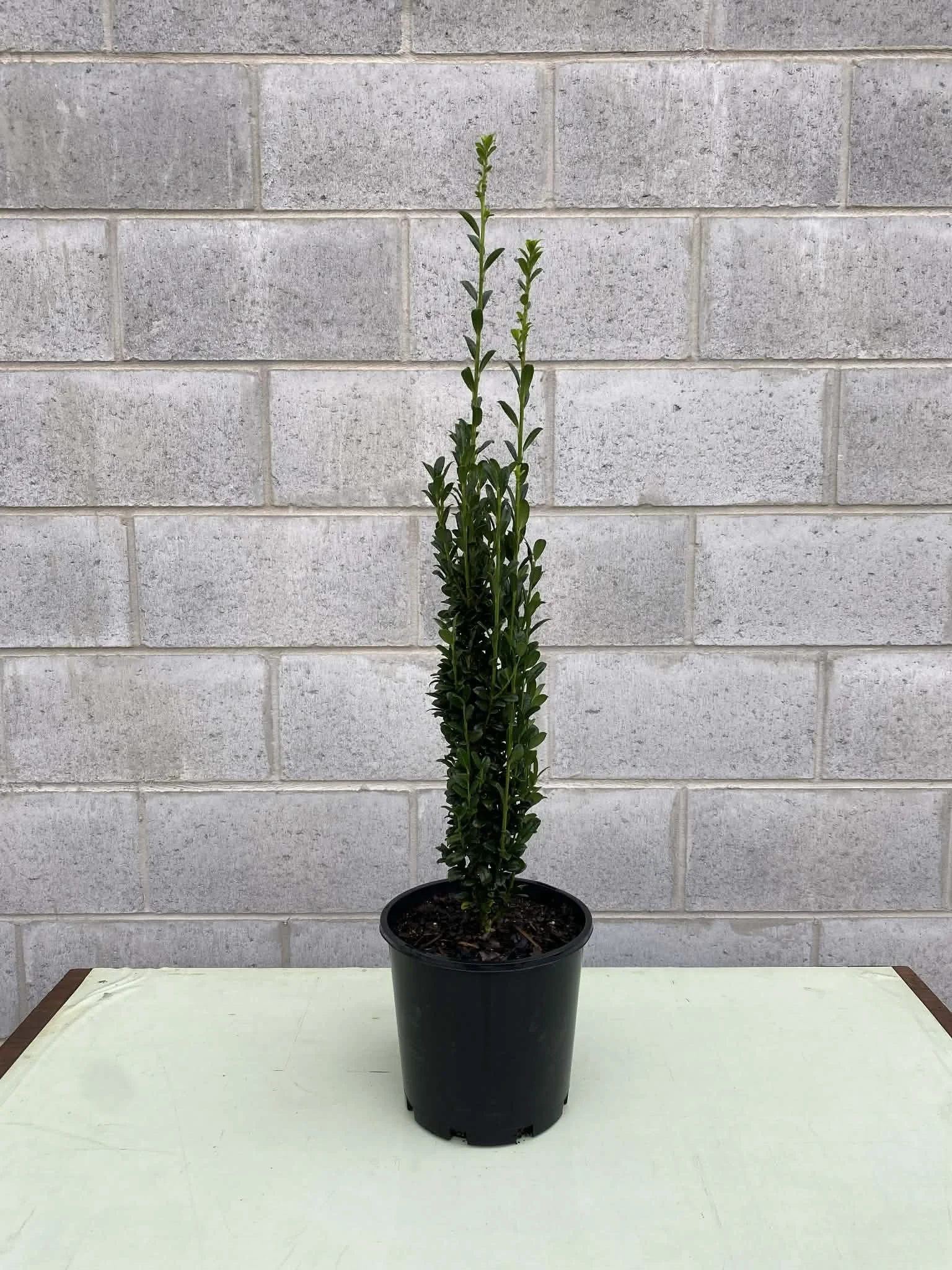 Ilex crenata ‘sky pencil’ 200mm.jpg