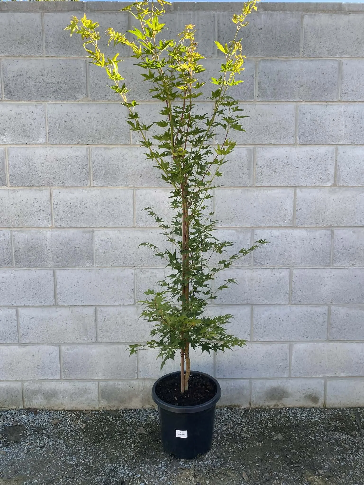 Acer palmatum ‘Sango Kaku’ (Japanese Maple) 300mm