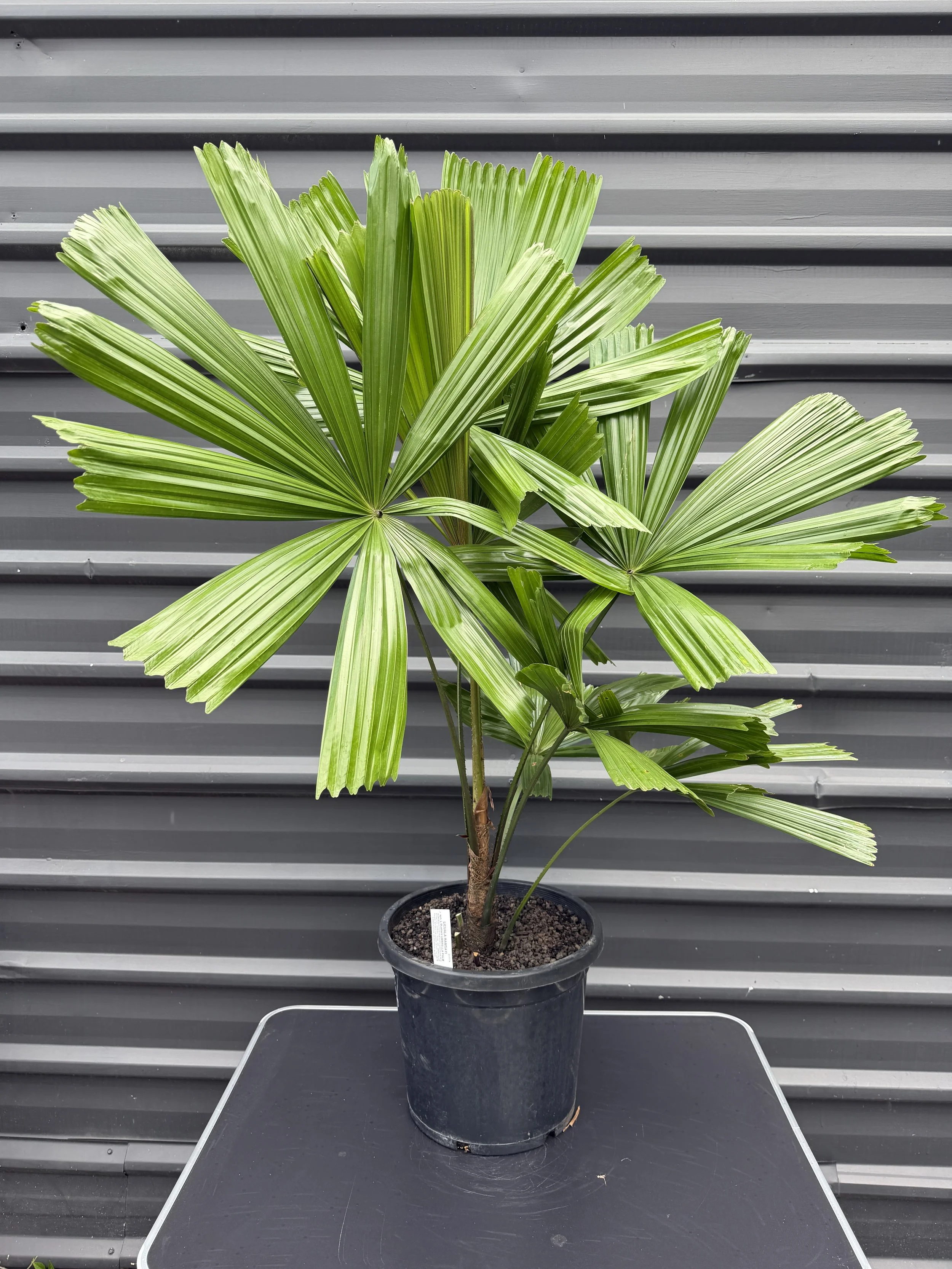 Licuala ramsayi (Australian Fan Palm) — The Plant Depot