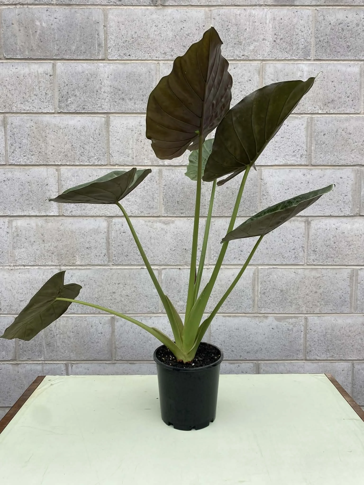 Alocasia ‘Wentii’ (Elephant Ear) 200mm