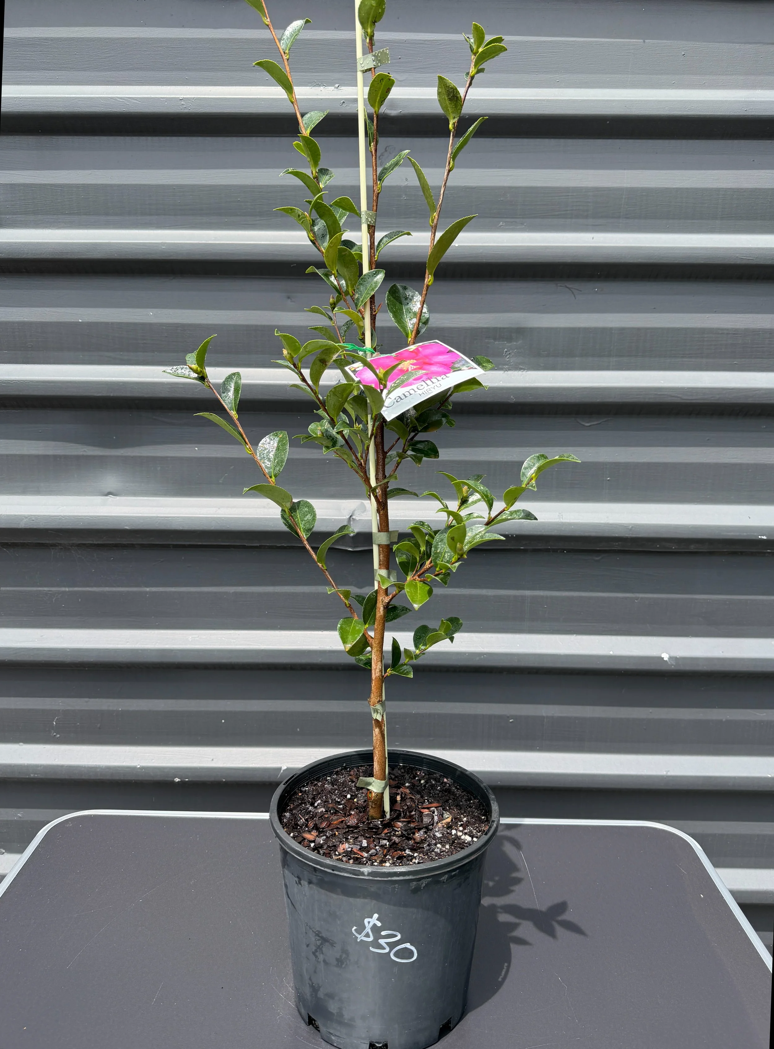 Camellia sasanqua ‘Hiryu’ 200mm — The Plant Depot