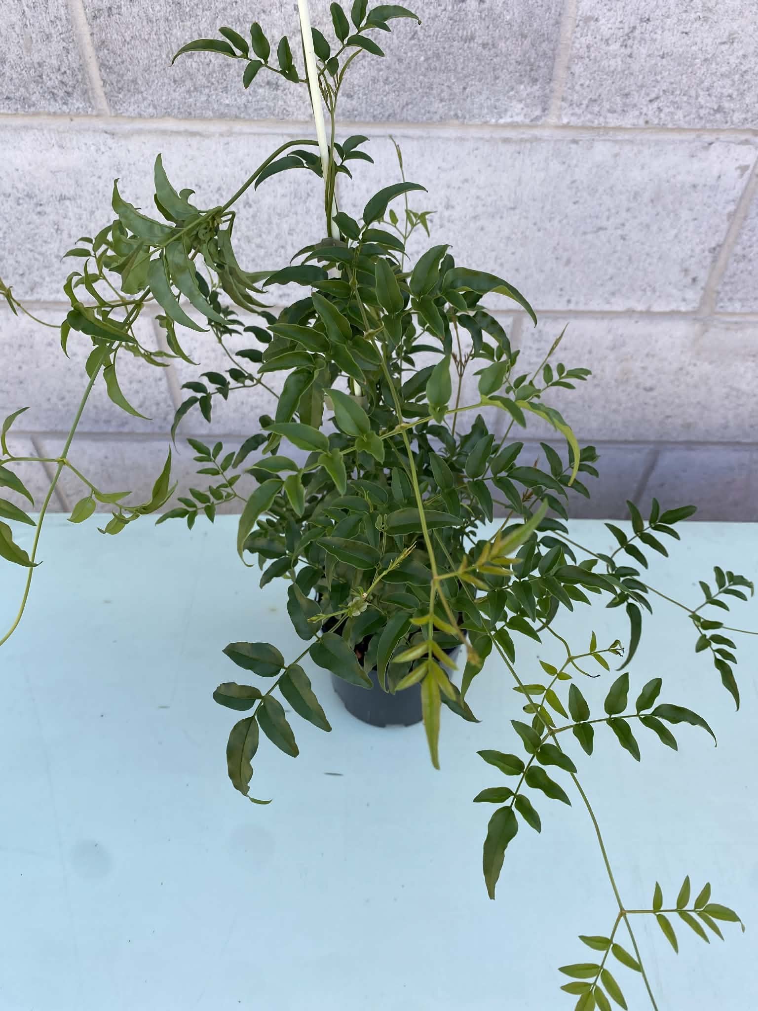 Climbing jasmine Jasminum polyanthum(2).jpg