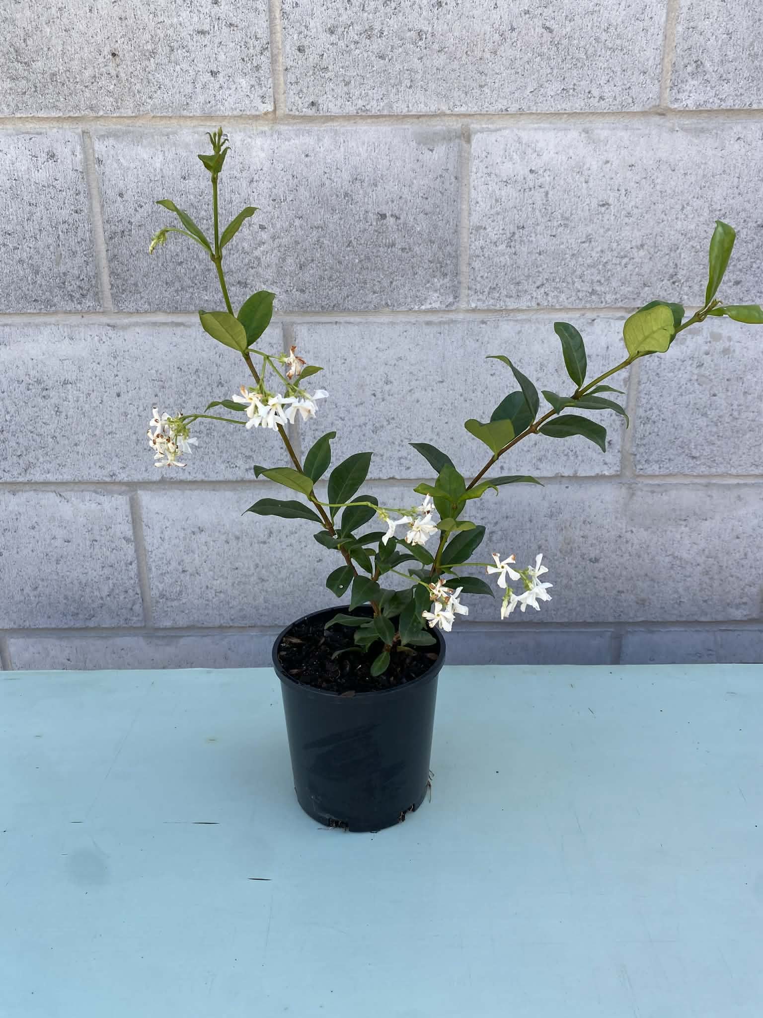 Trachelospermum jasminoides (Star Jasmine) 140mm