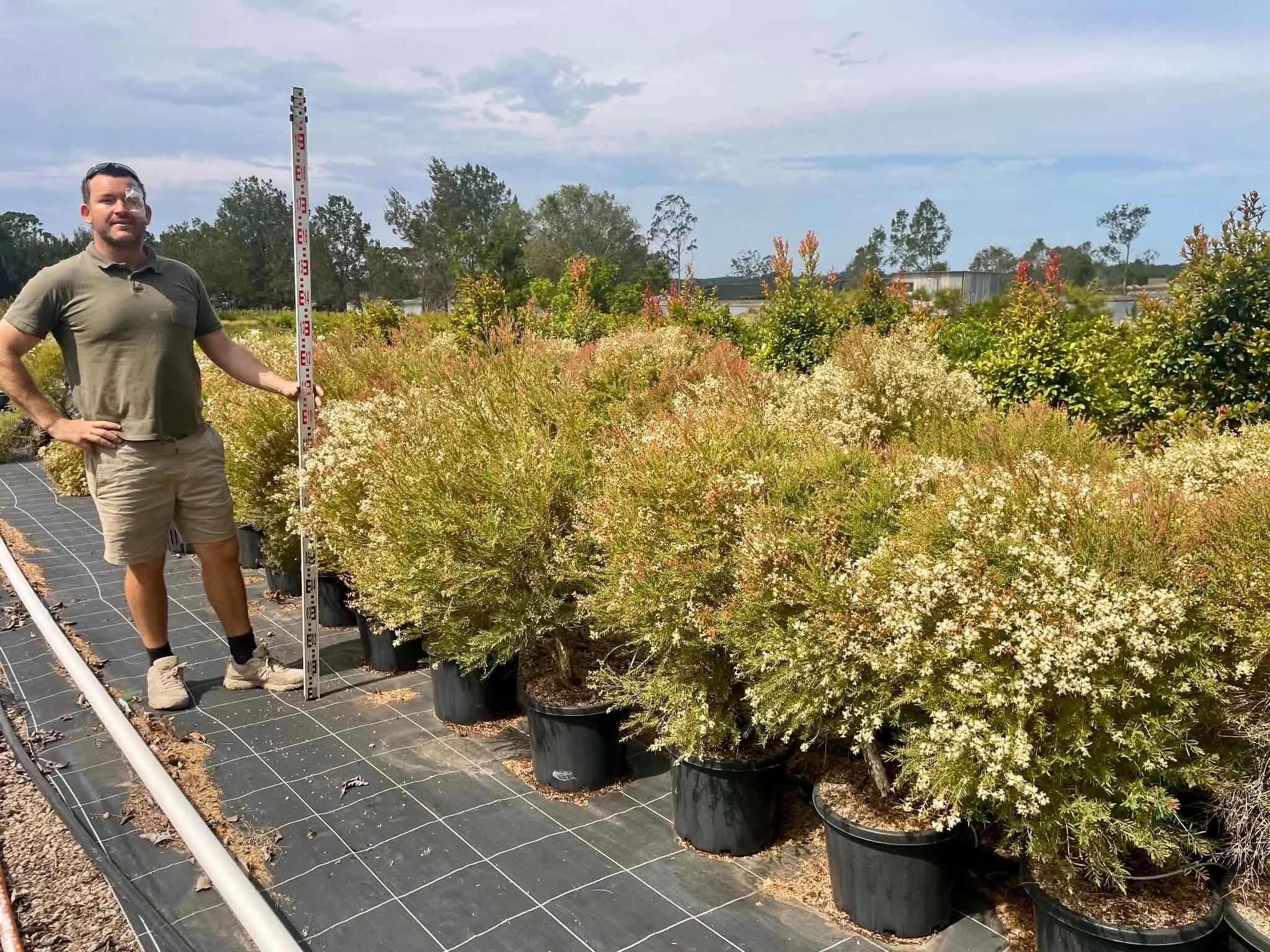 Melaleuca linariifolia 'Claret Tops' 400mm