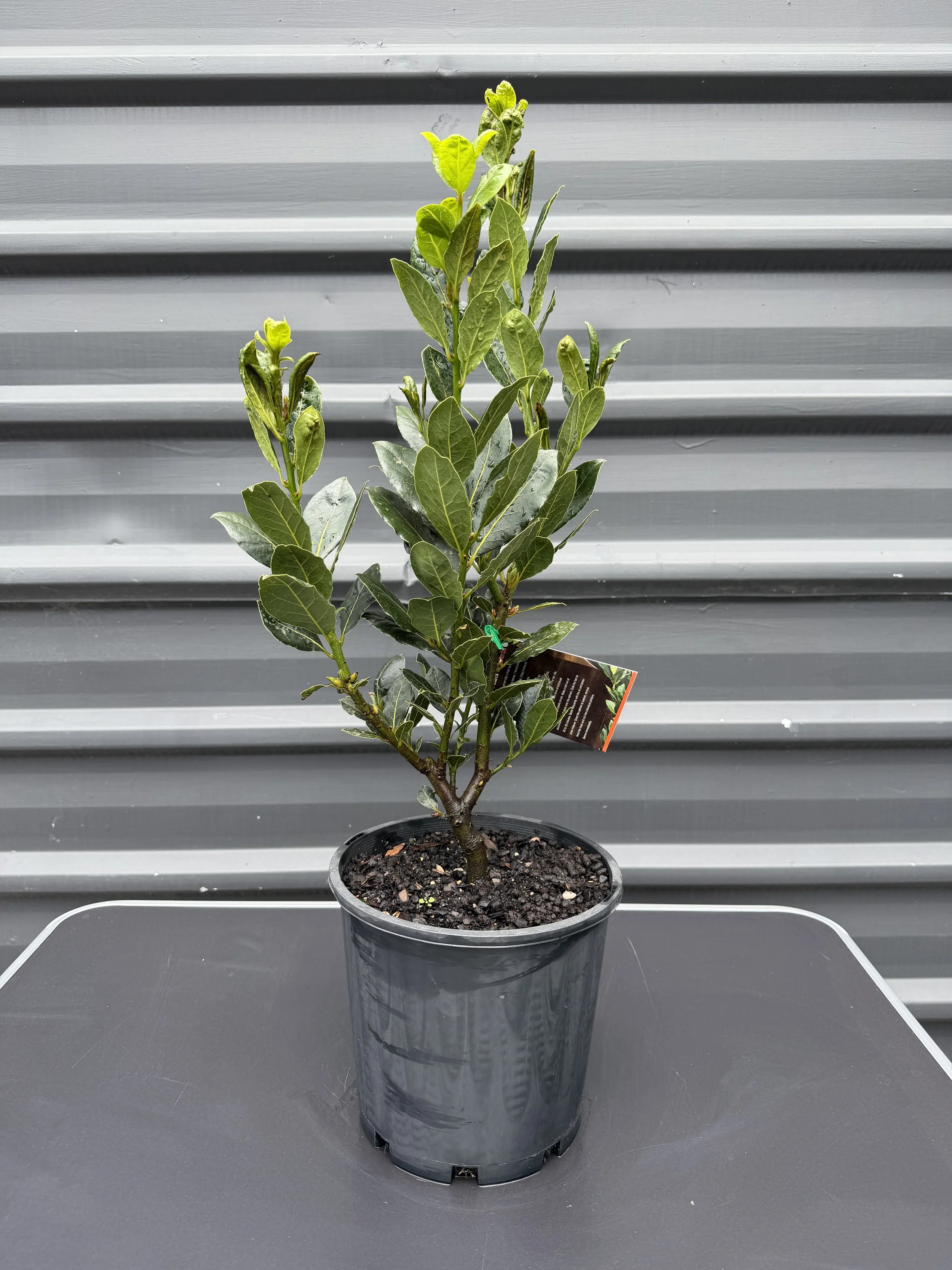 Laurus nobilis 'Baby Bay' (Bay Laurel) 200mm