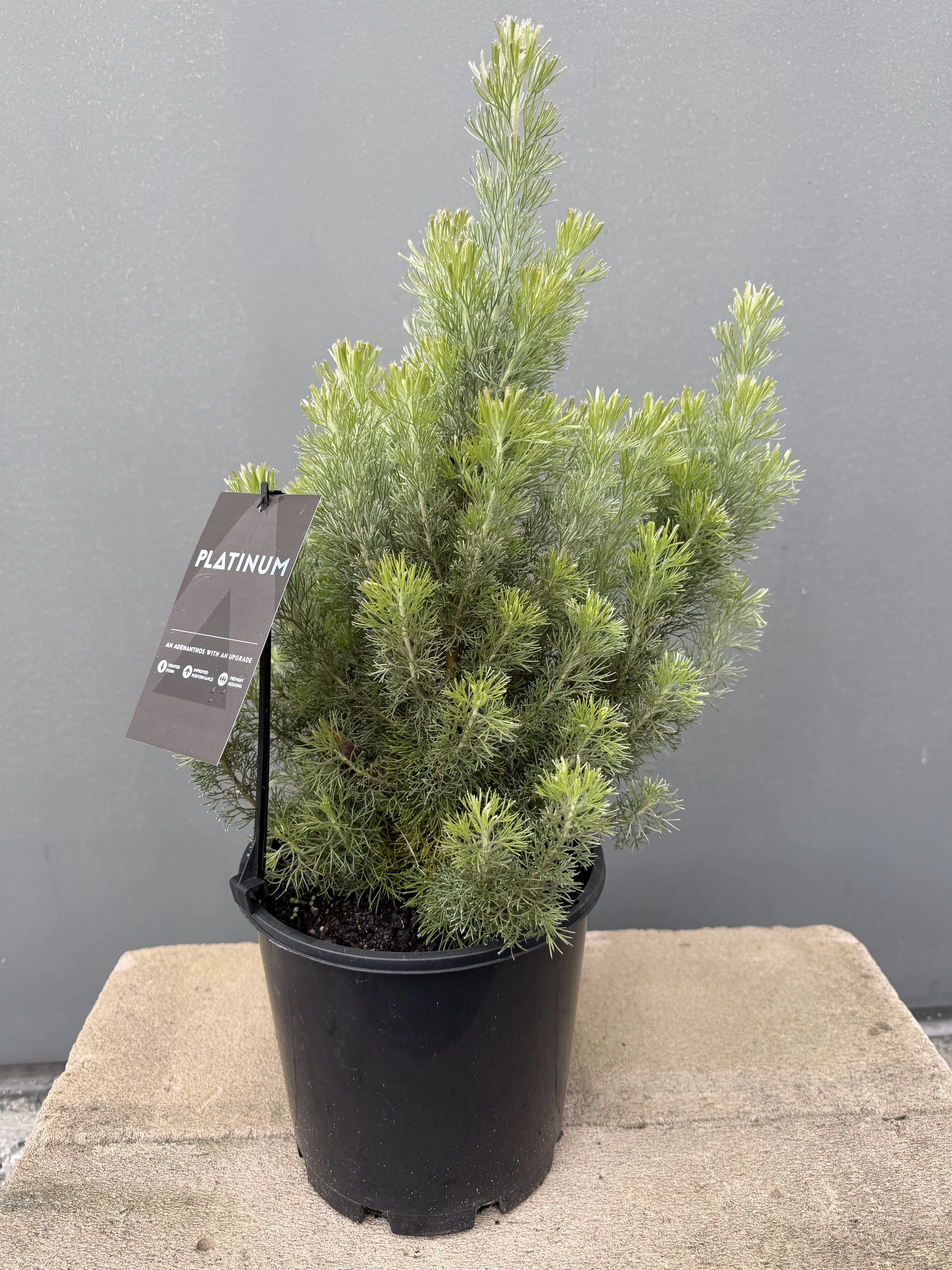 Adenanthos sericeus 'Platinum' (1).JPG