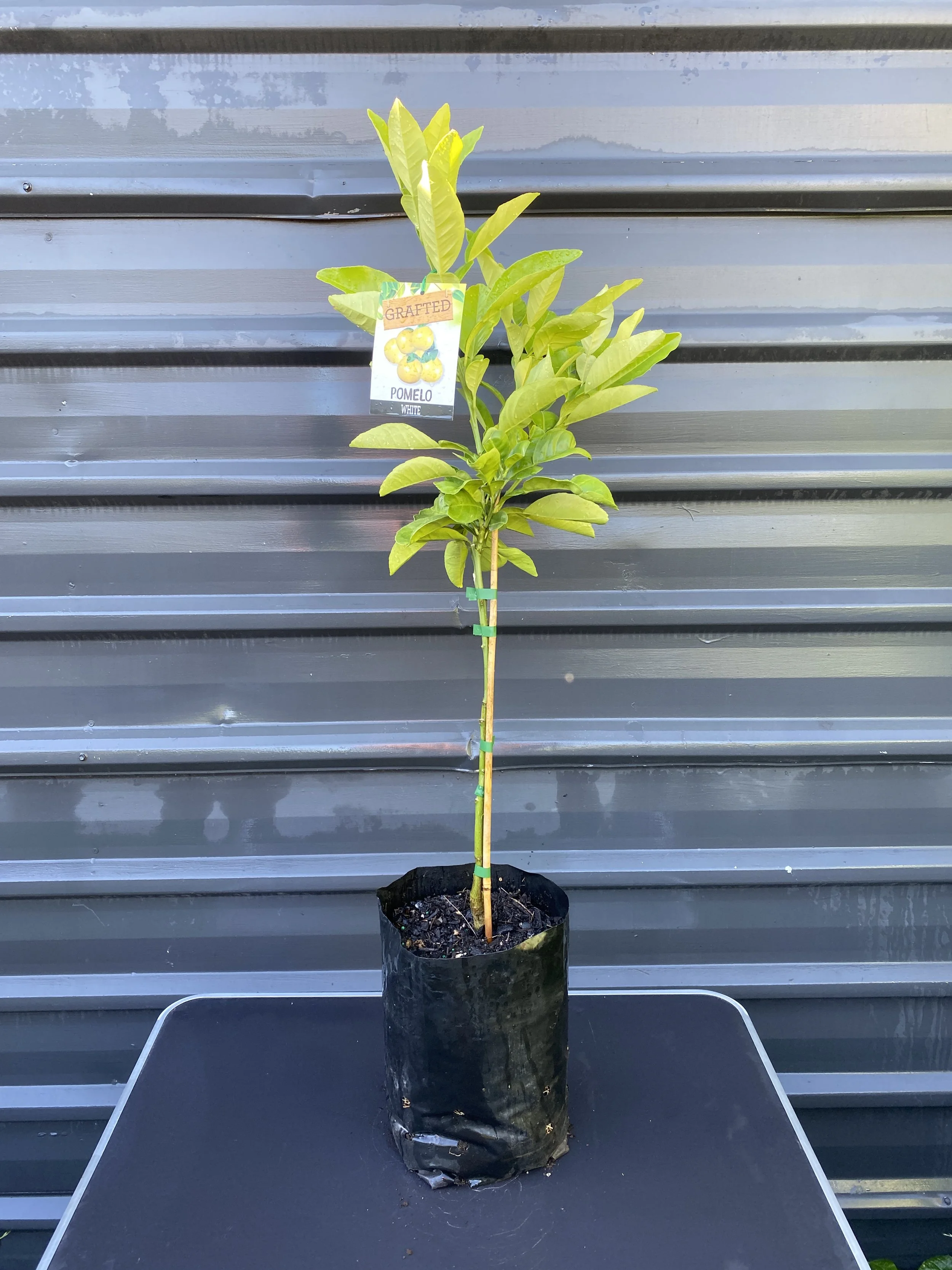 Mandarin - Emperor 10L.jpg