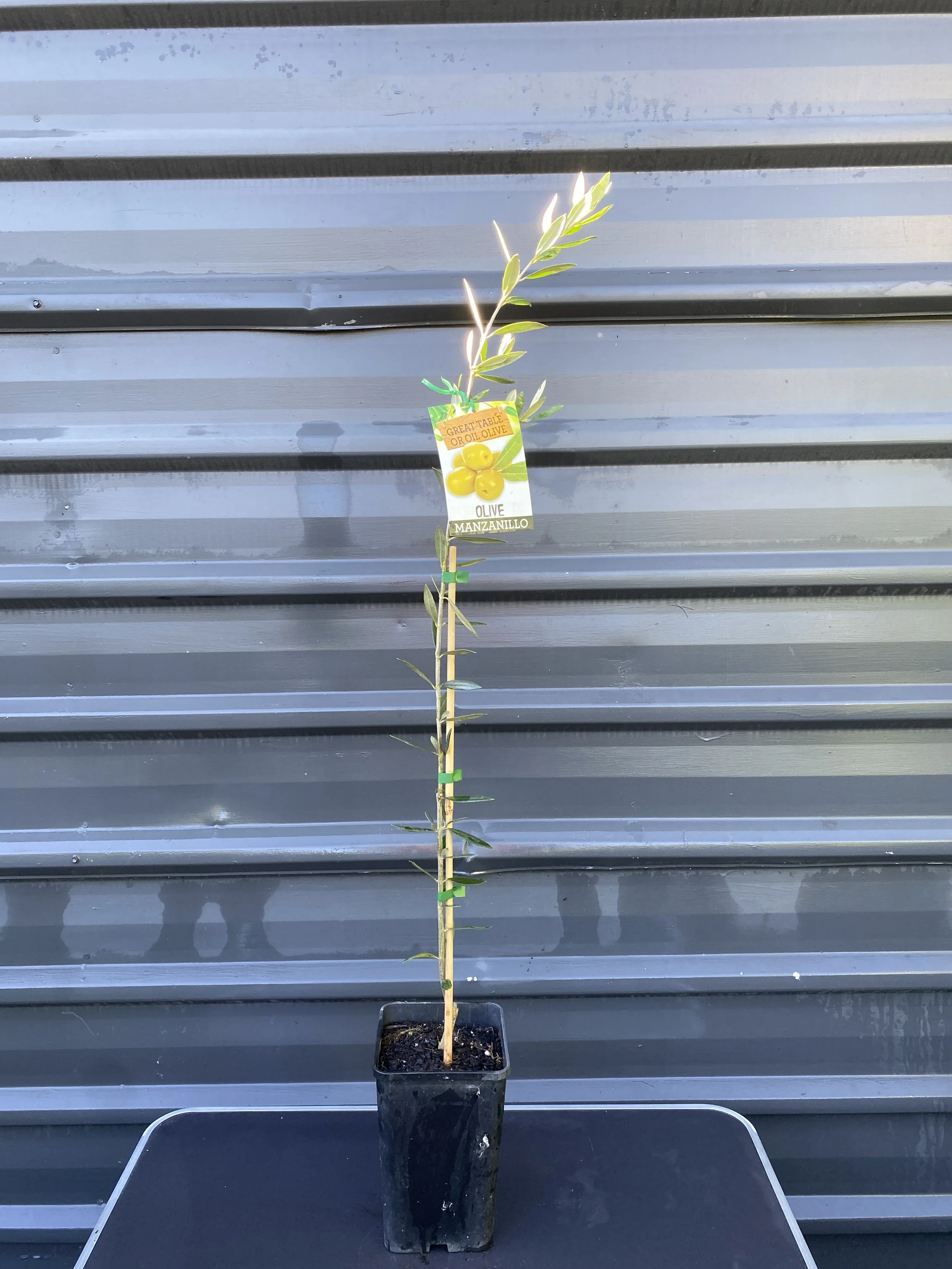 Olive - Manzanillo 4L.jpg