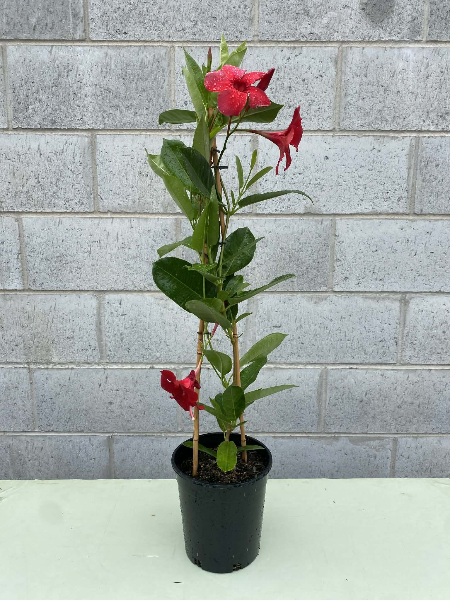 Mandevilla red climbing 180mm