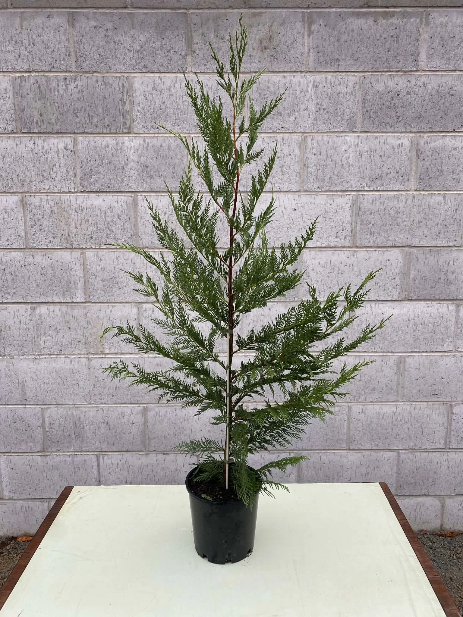 Leightons green hedge.jpg