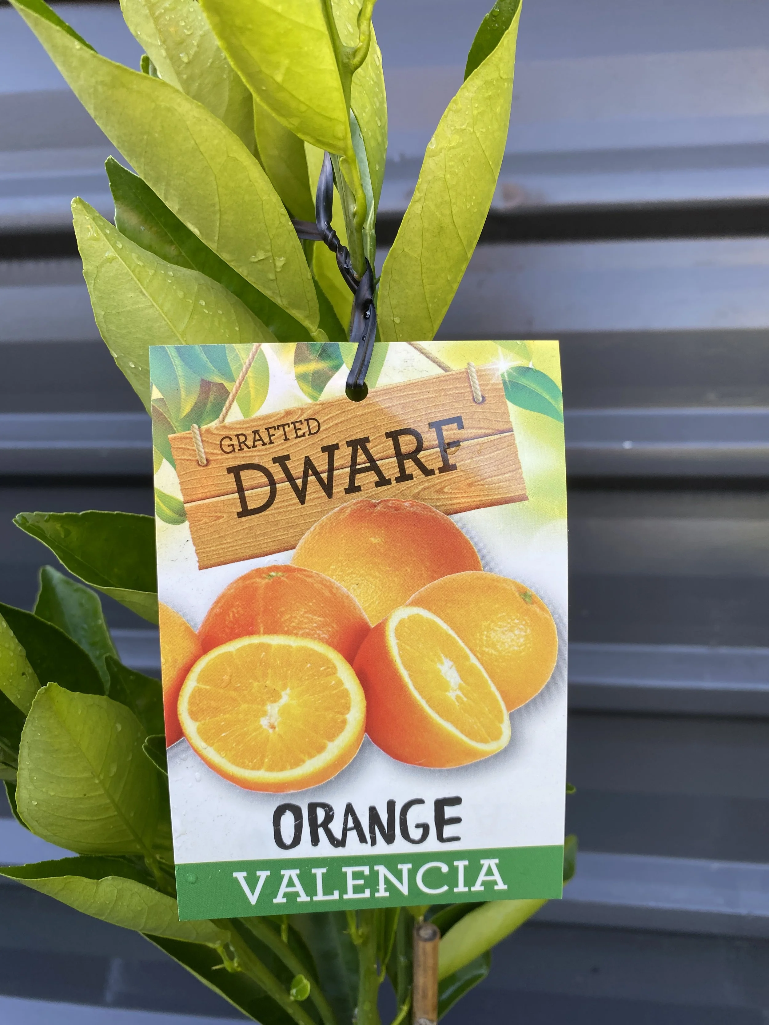 Orange - Valencia 10L.jpg