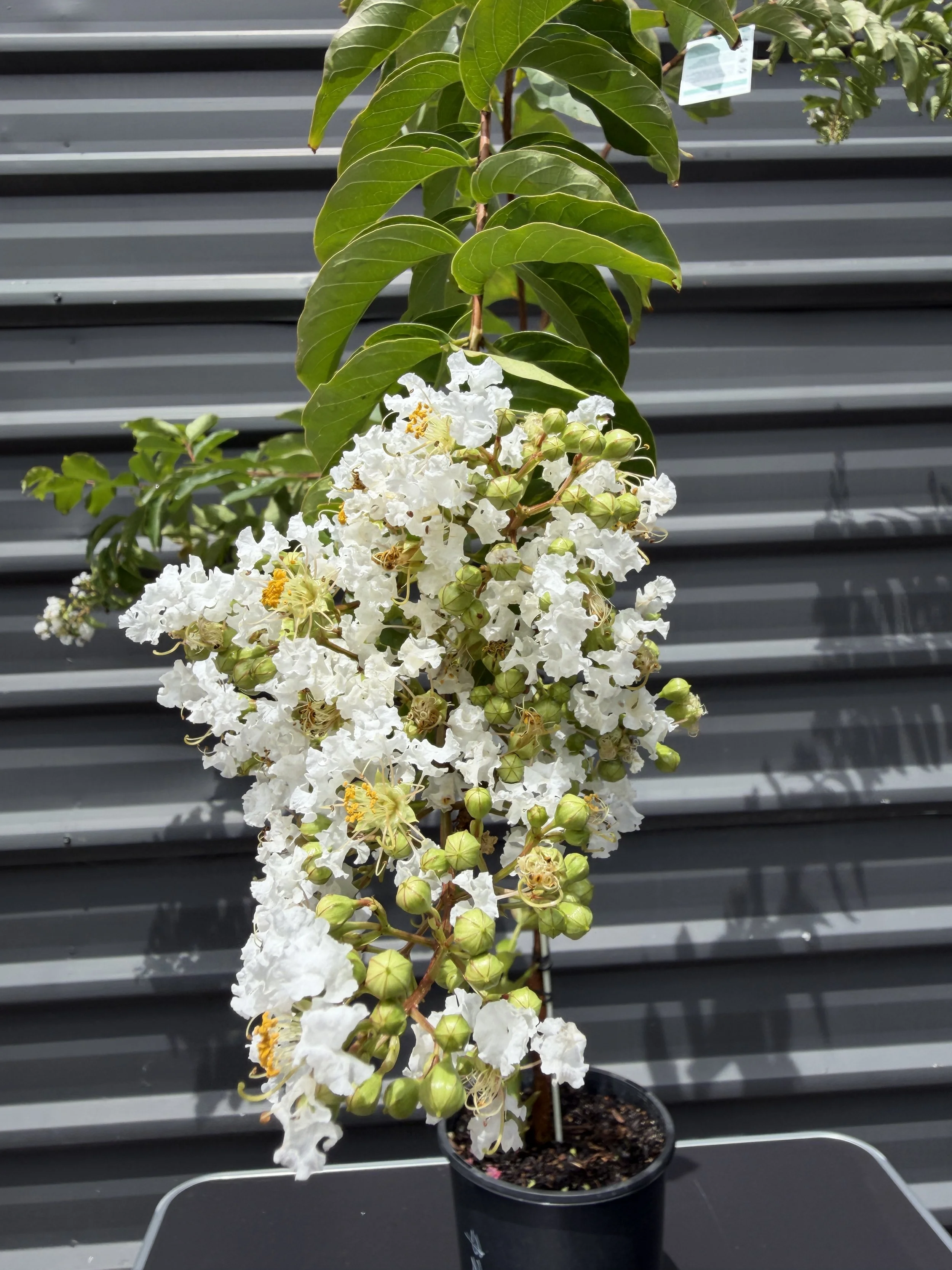 Crepe Myrtle 'Natchez' 200mm (3).JPG