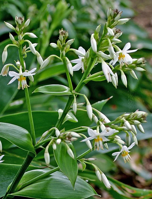 Arthropodium cirratum 'NZ Rock Lily' 140mm