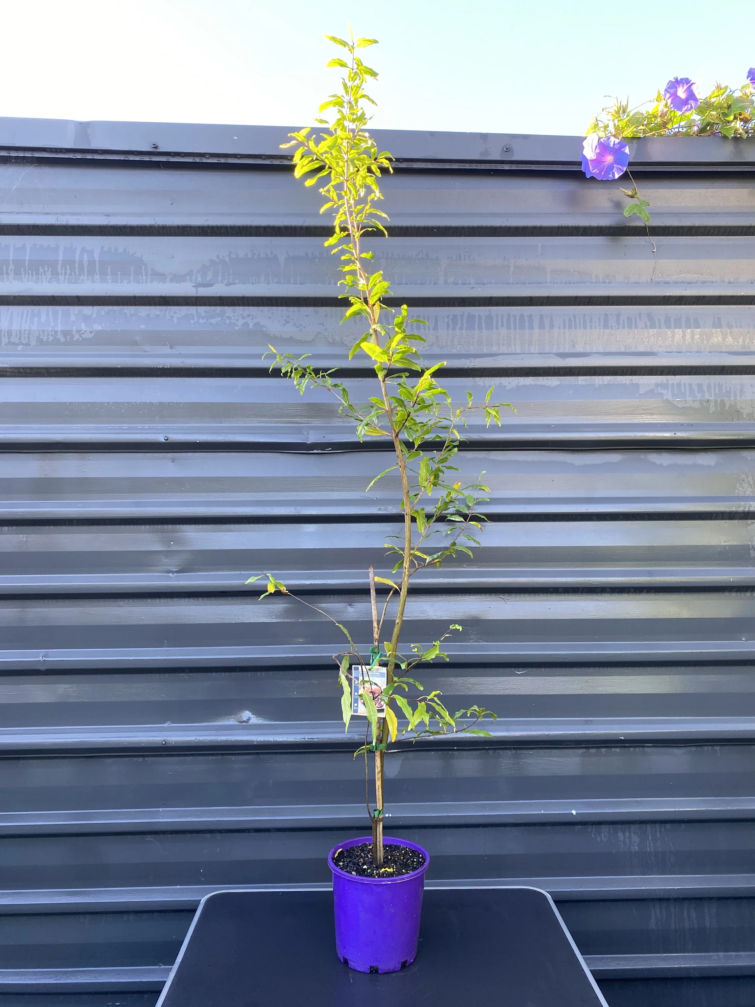 Pomegranate 200mm (2).jpg