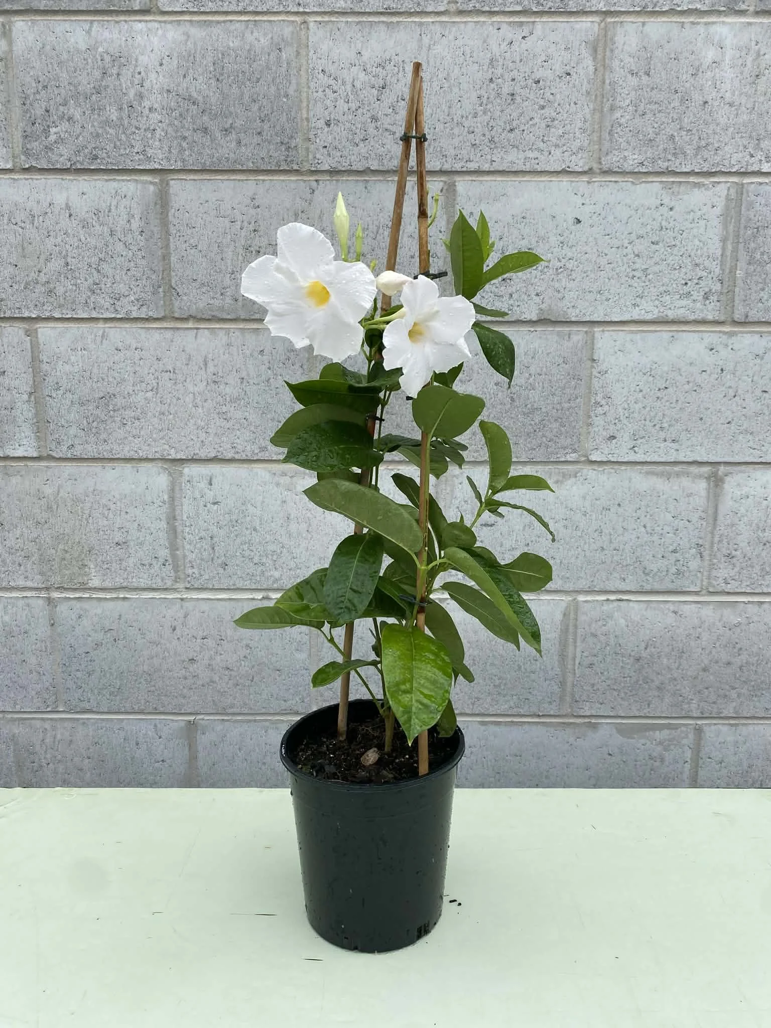 Mandevilla white climbing 180mm