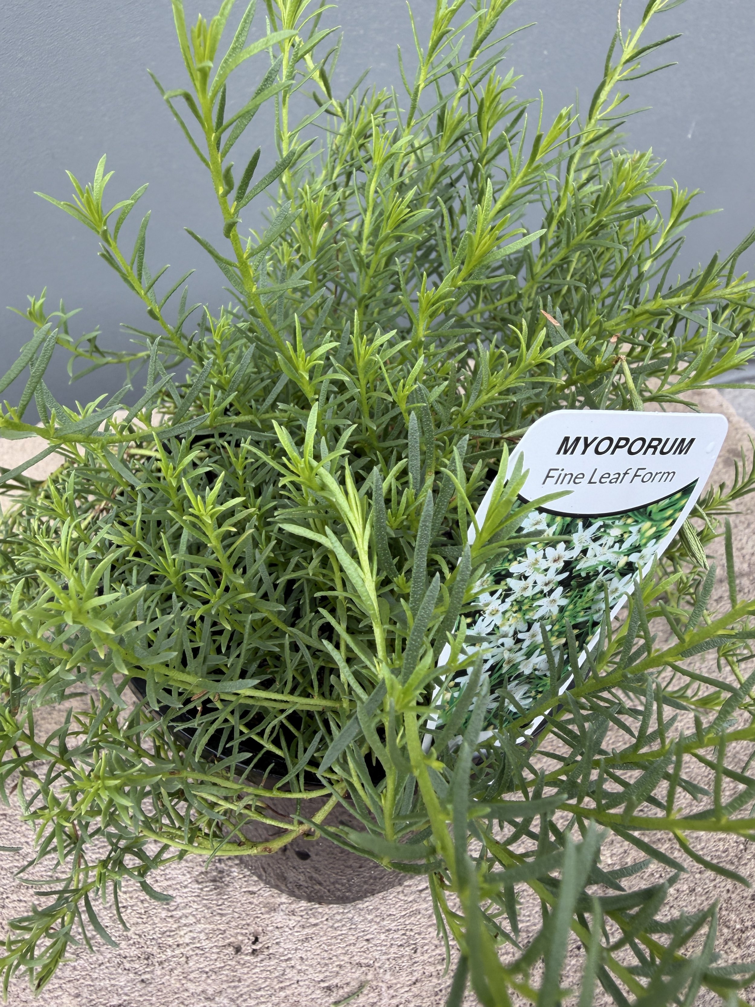 Myoporum fine leaf 140mm (1).JPG