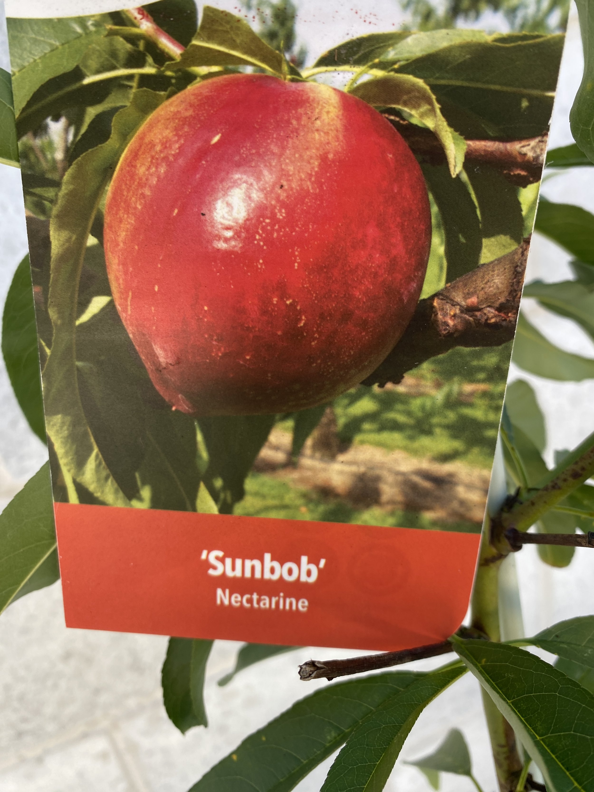 Nectarine - Sunbob 165mm.jpg