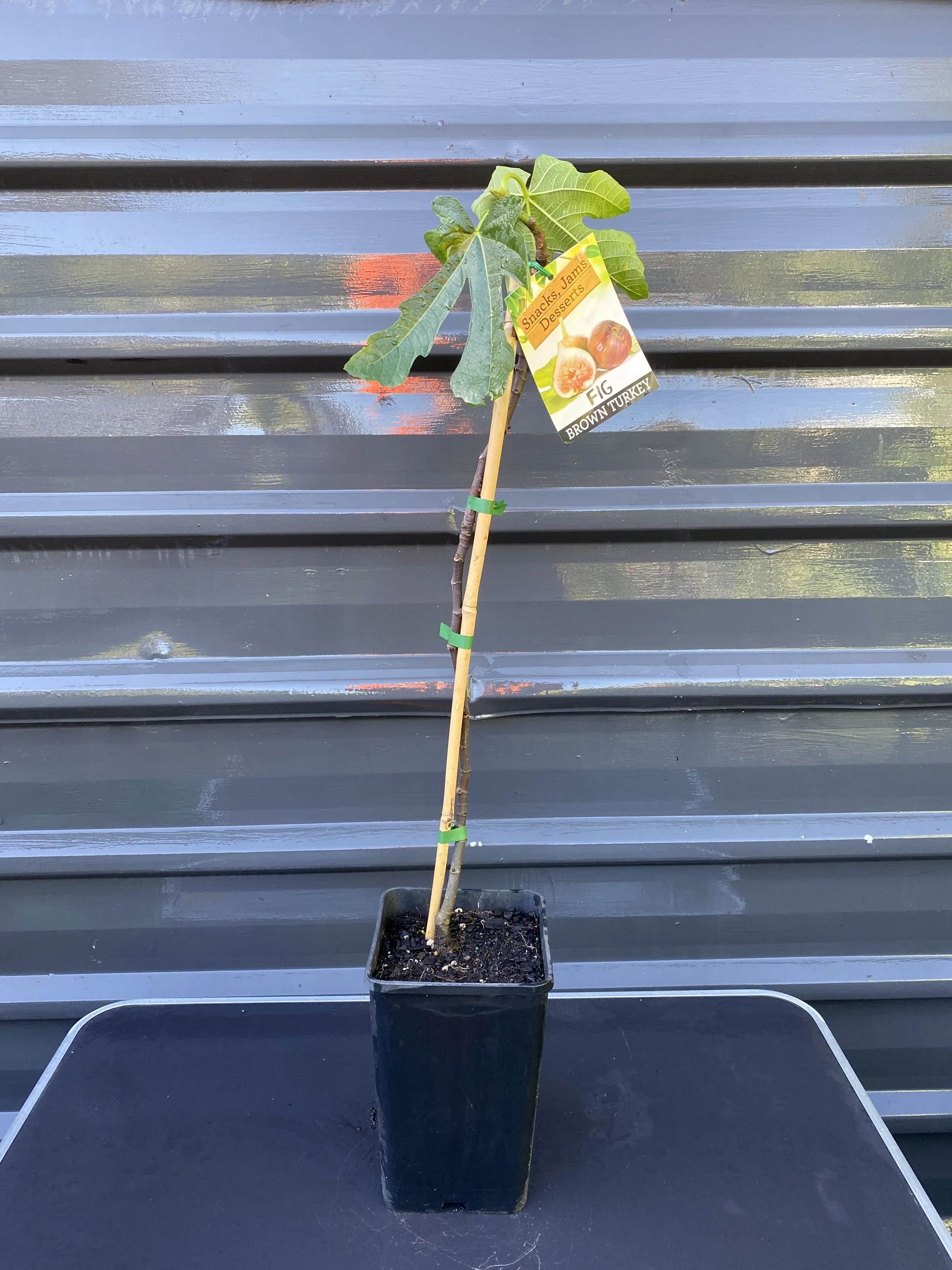 Fig – Brown Turkey (Ficus carica) 4L