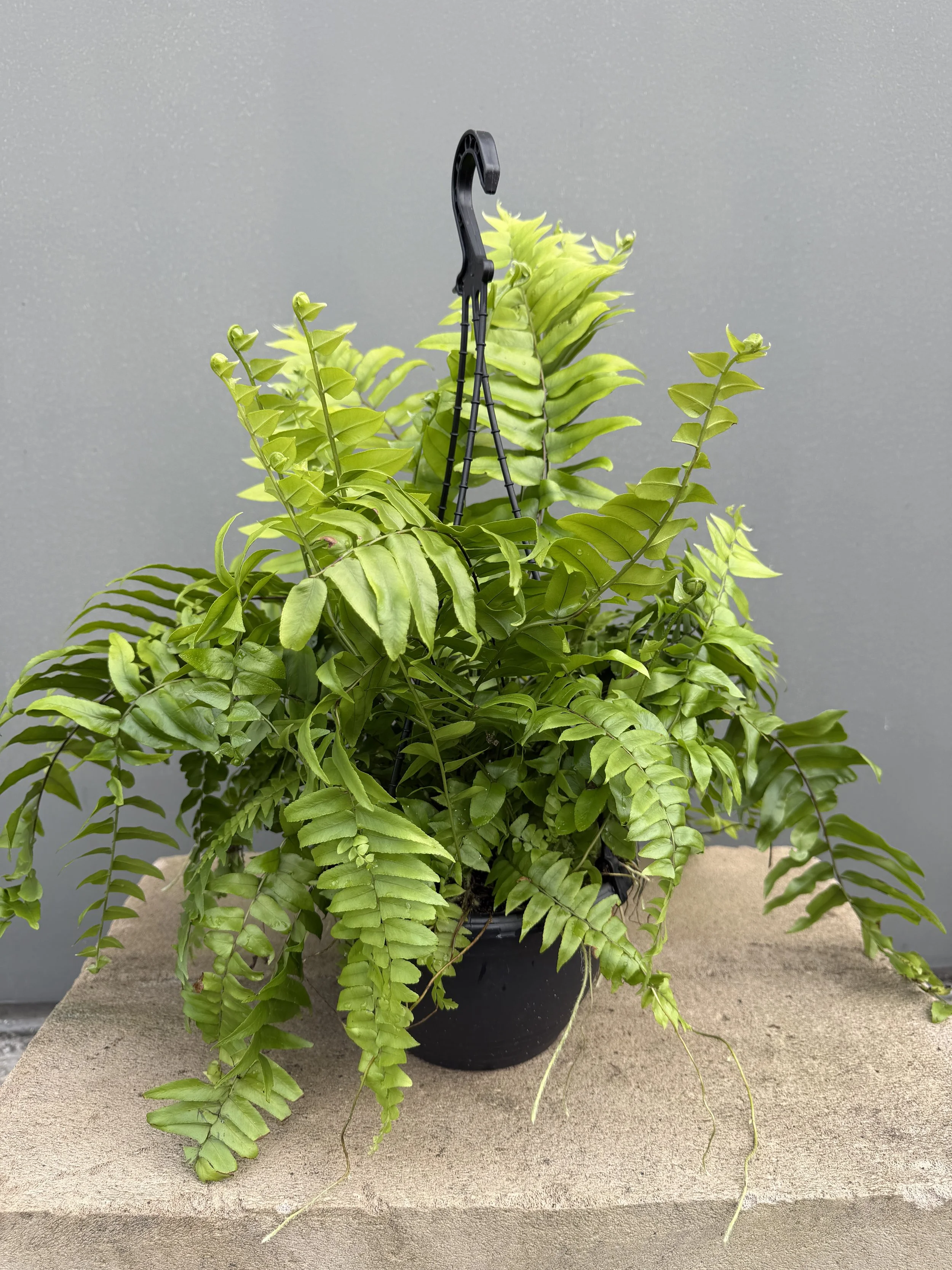 Nephrolepis exaltata 'Macho' (Macho Boston Fern) 200mm basket