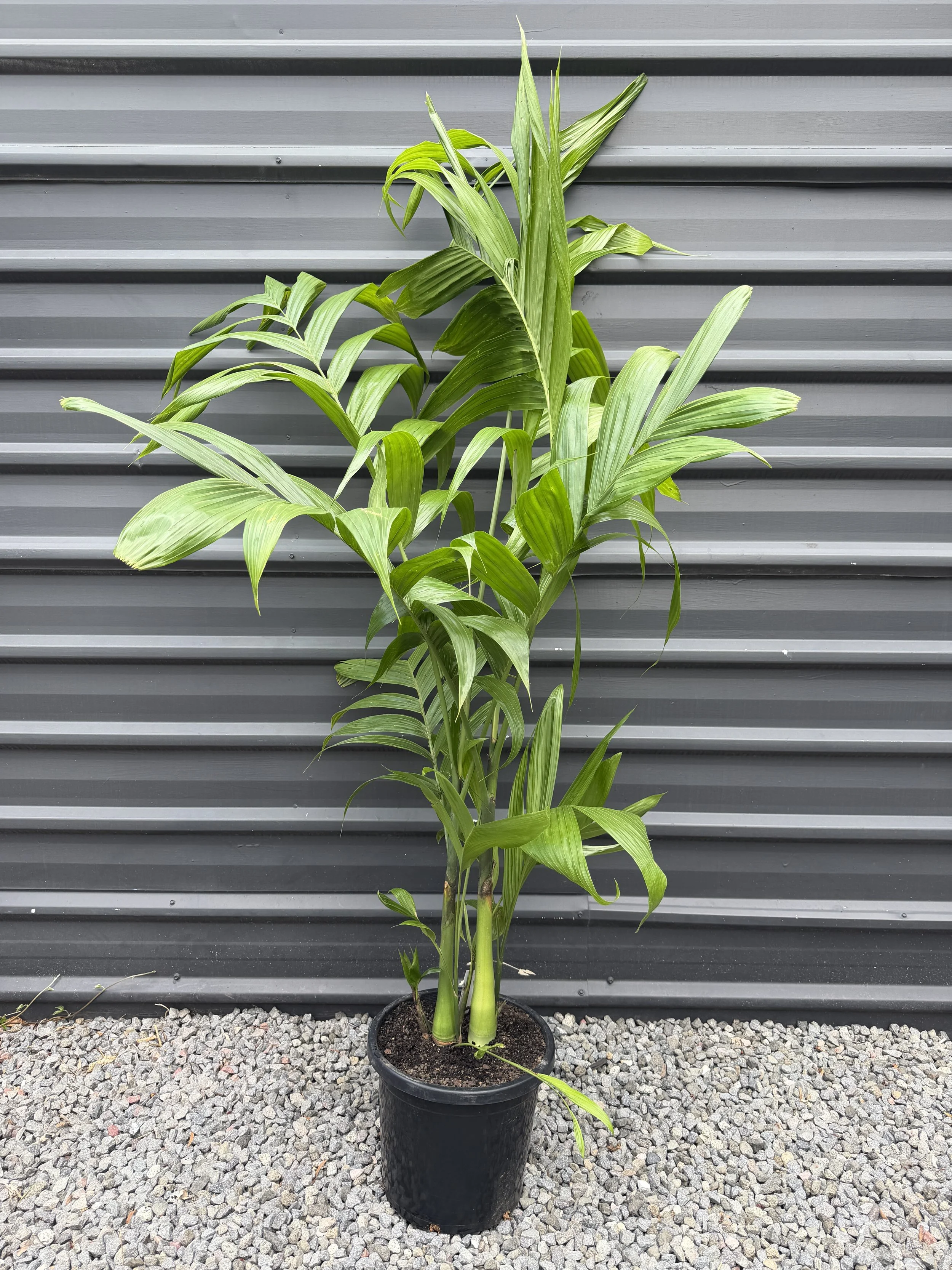 Areca Triandra 300mm.JPG