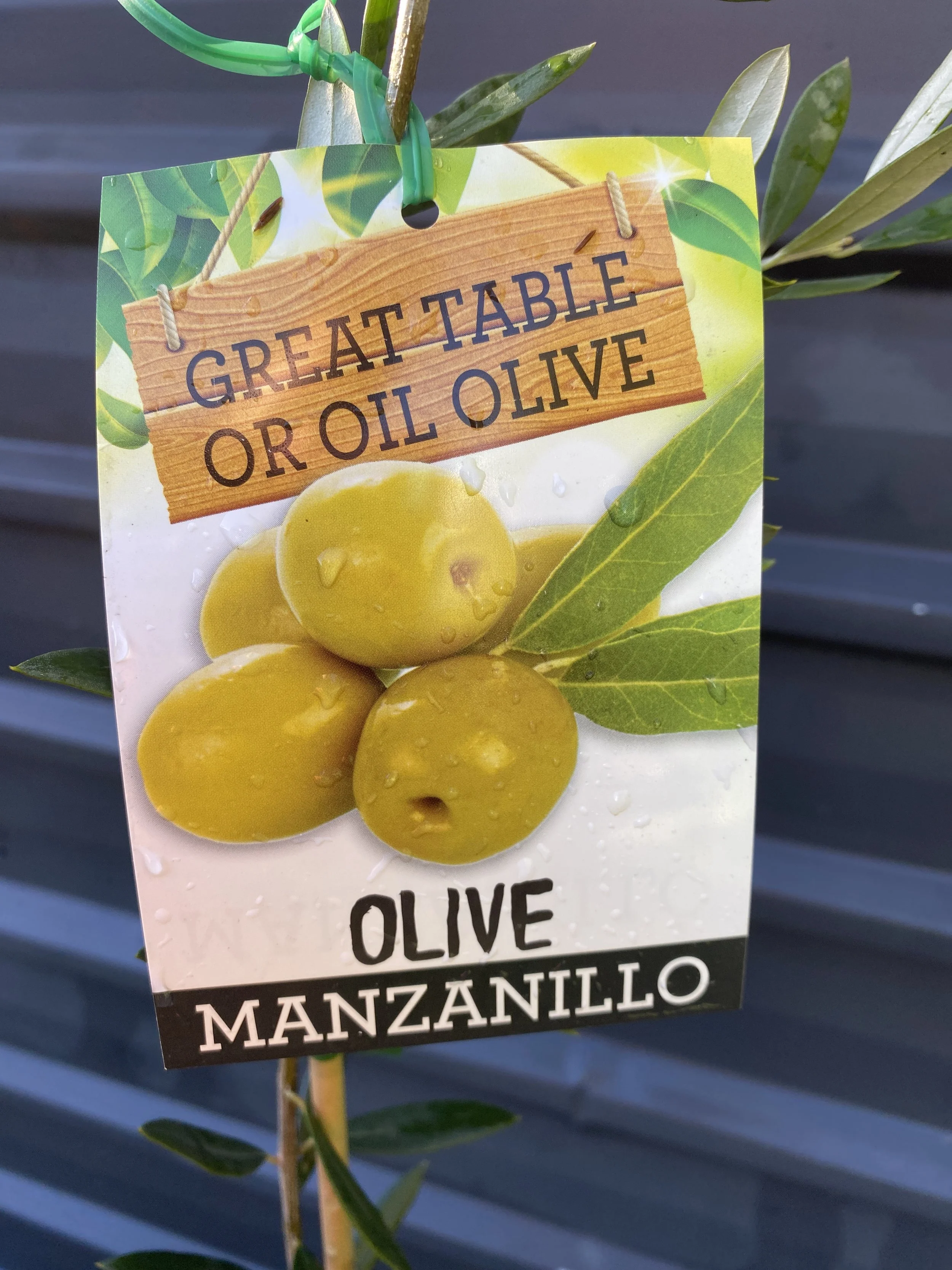 Olive - Manzanillo 4L (1).jpg