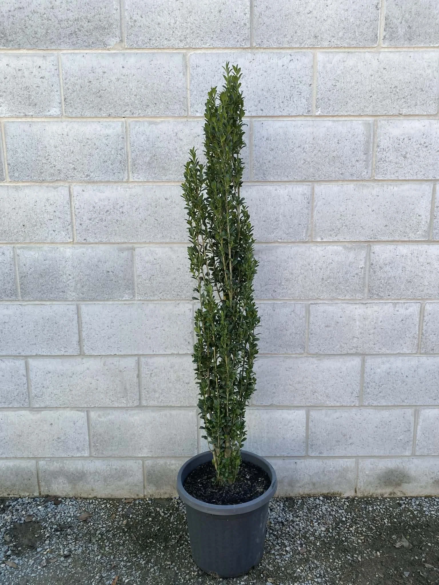 Ilex crenata ‘Sky Pencil’ (Japanese Holly)