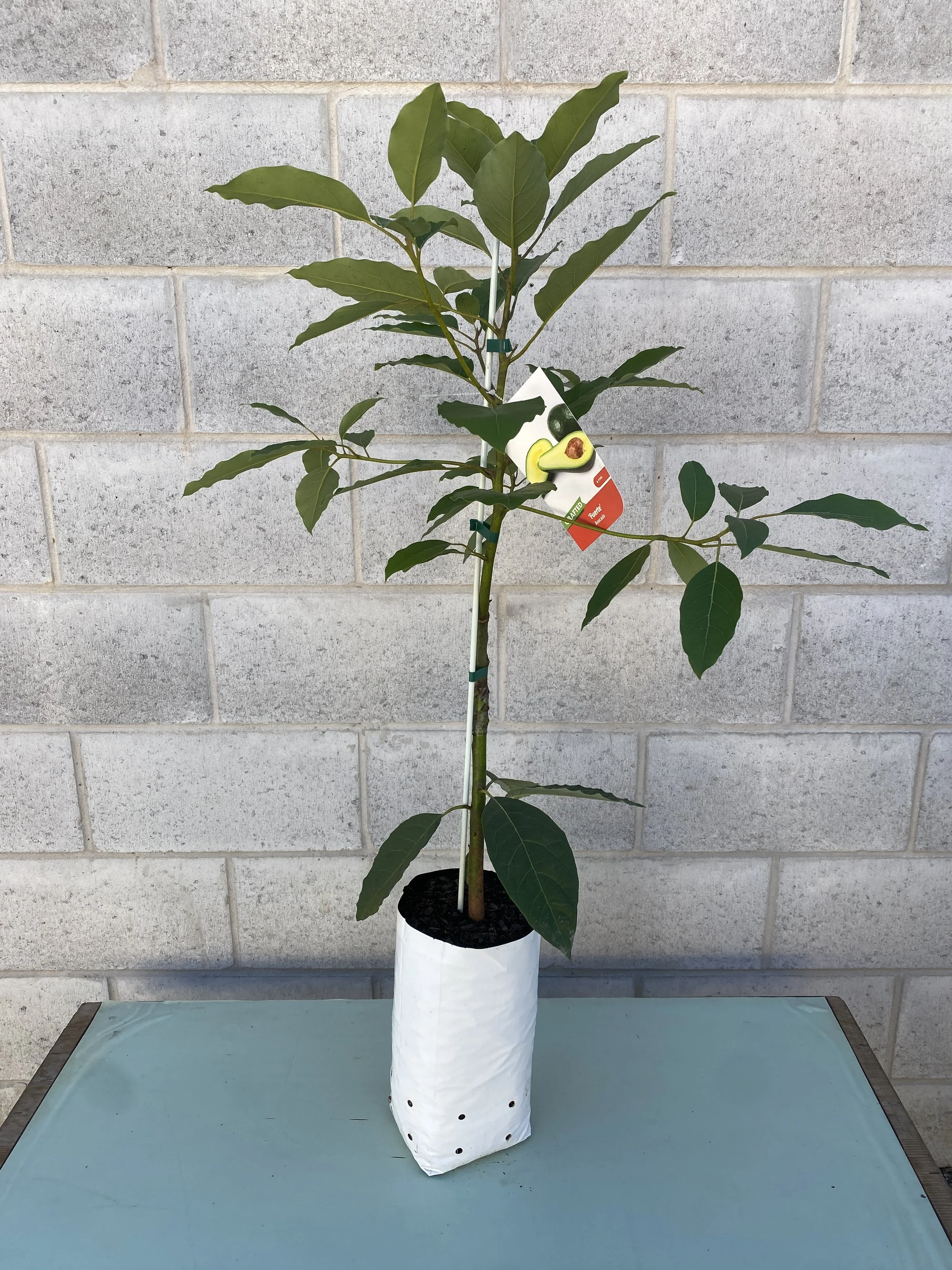 Avocado 'Fuerte' 5L.jpg