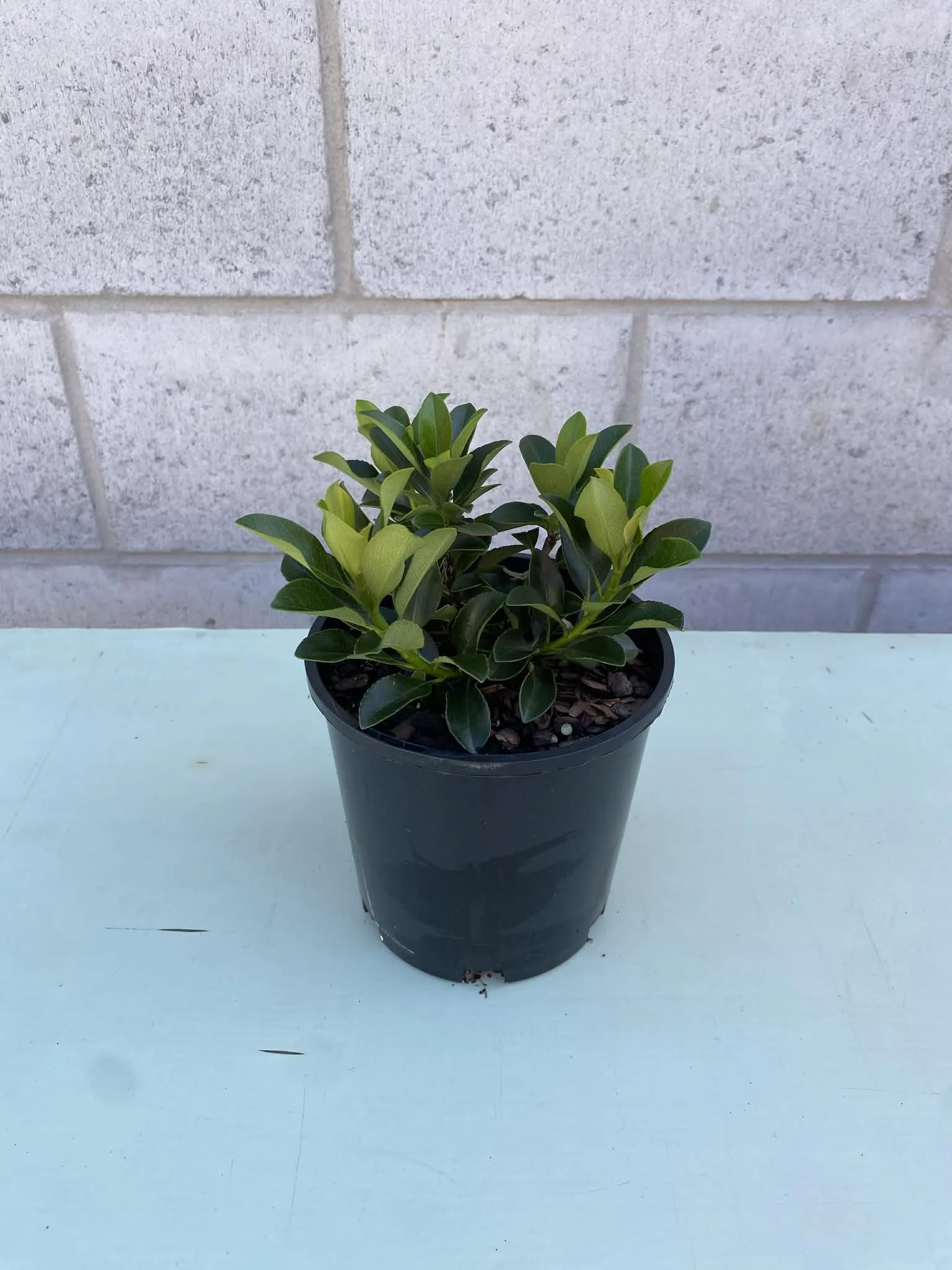 Rhaphiolepis ‘Snow Maiden’ (Indian Hawthorn)