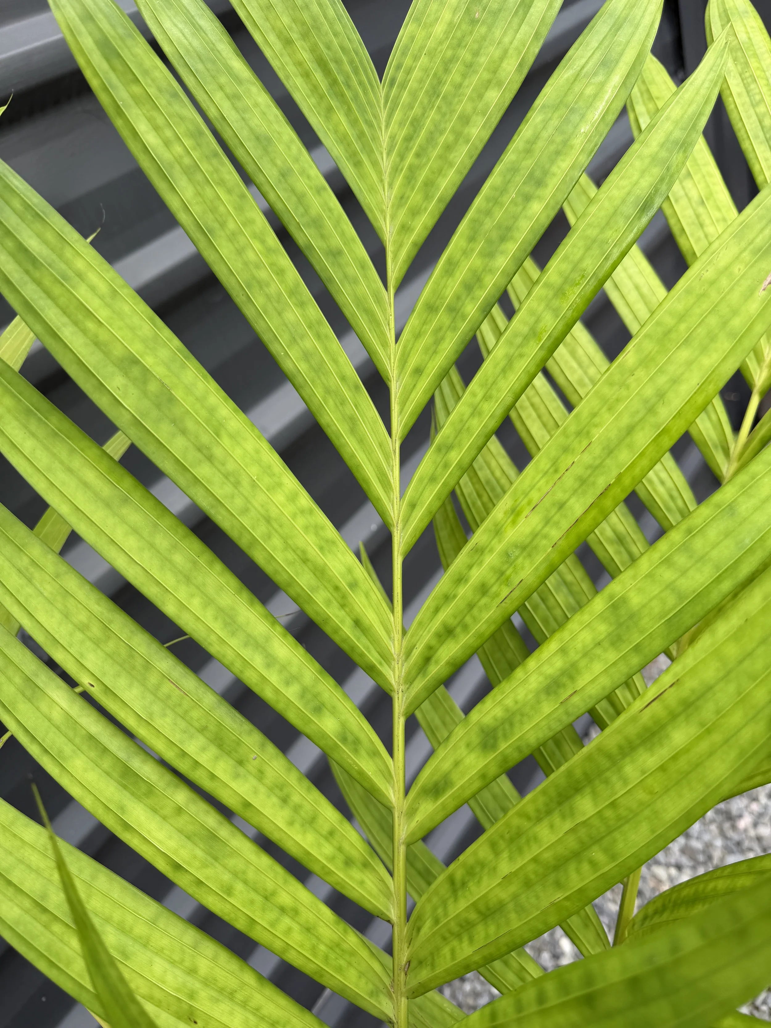 Pinanga coronata (Ivory Cane Palm) 300mm — The Plant Depot