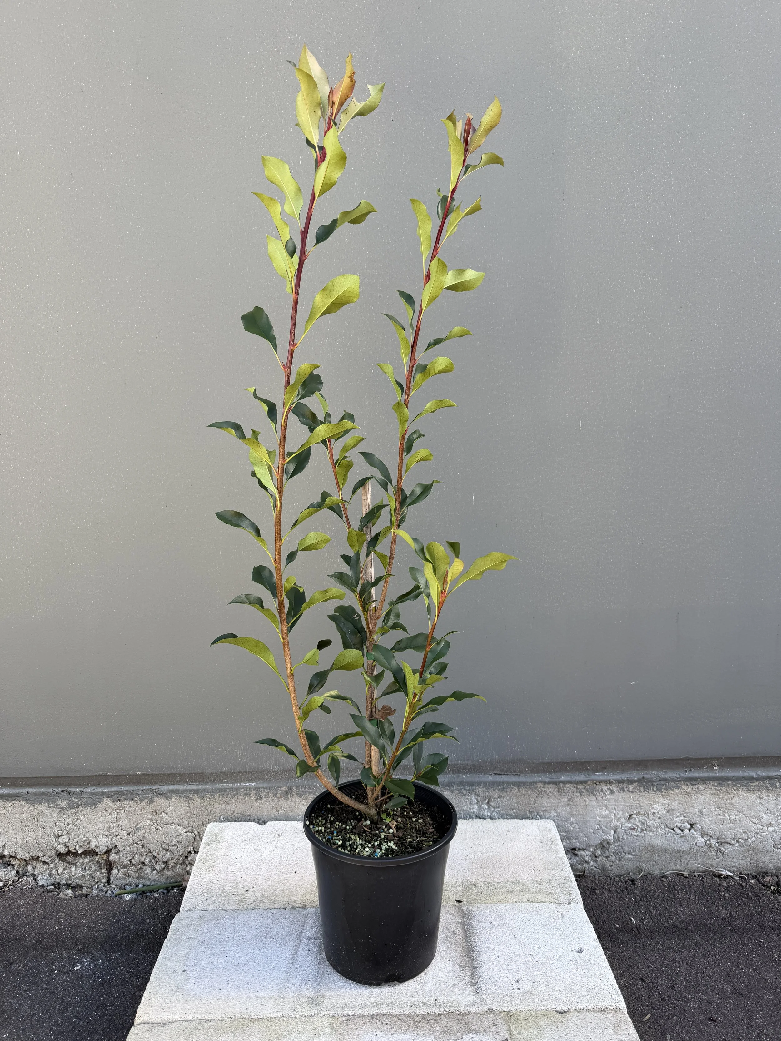 Photinia ‘Red Robin’ (Photinia × fraseri) 200mm