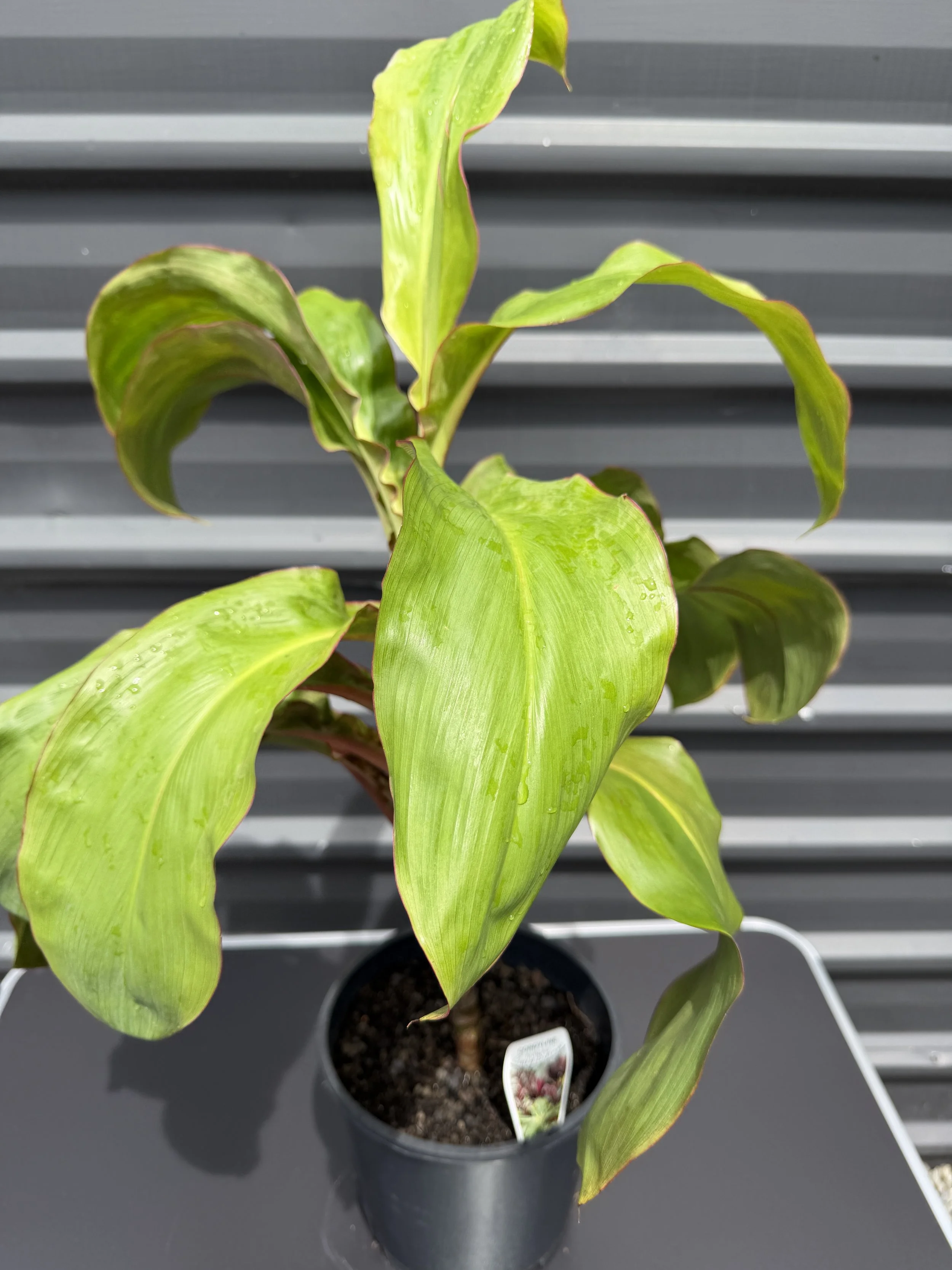 Cordyline curly diana 200mm.JPG